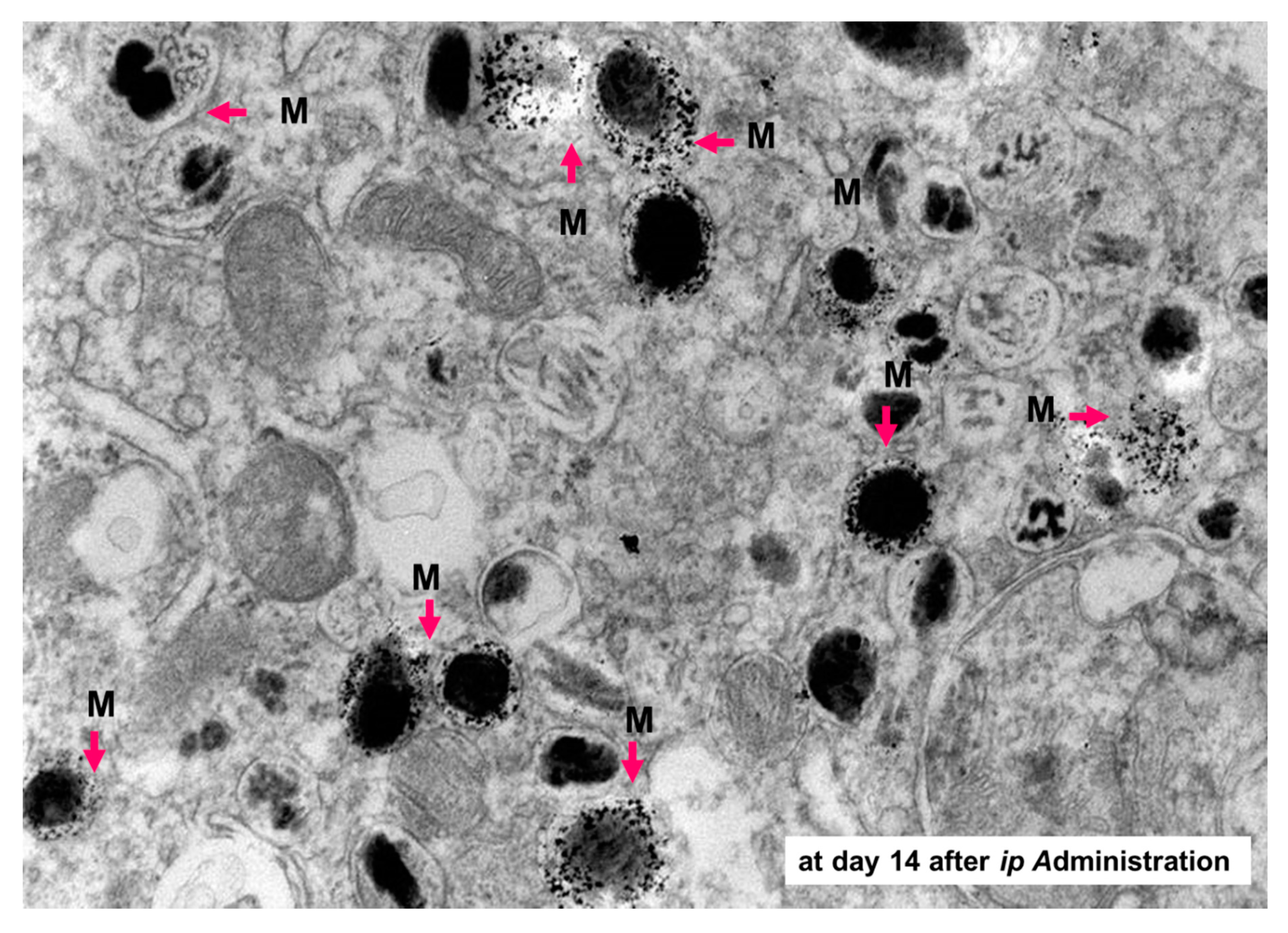 Ijms 21 06129 g009 Ijms 21 06129 g009