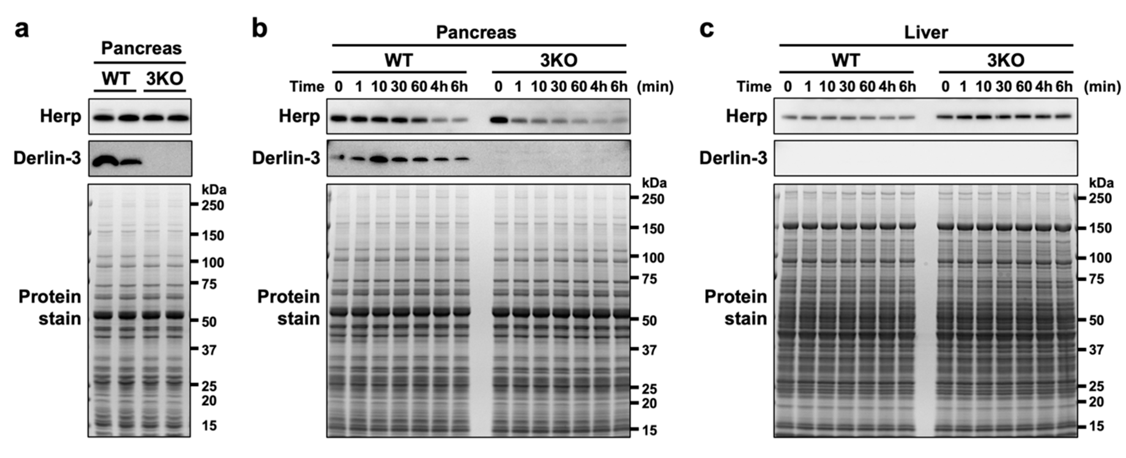 Ijms 21 06146 g002 Ijms 21 06146 g002