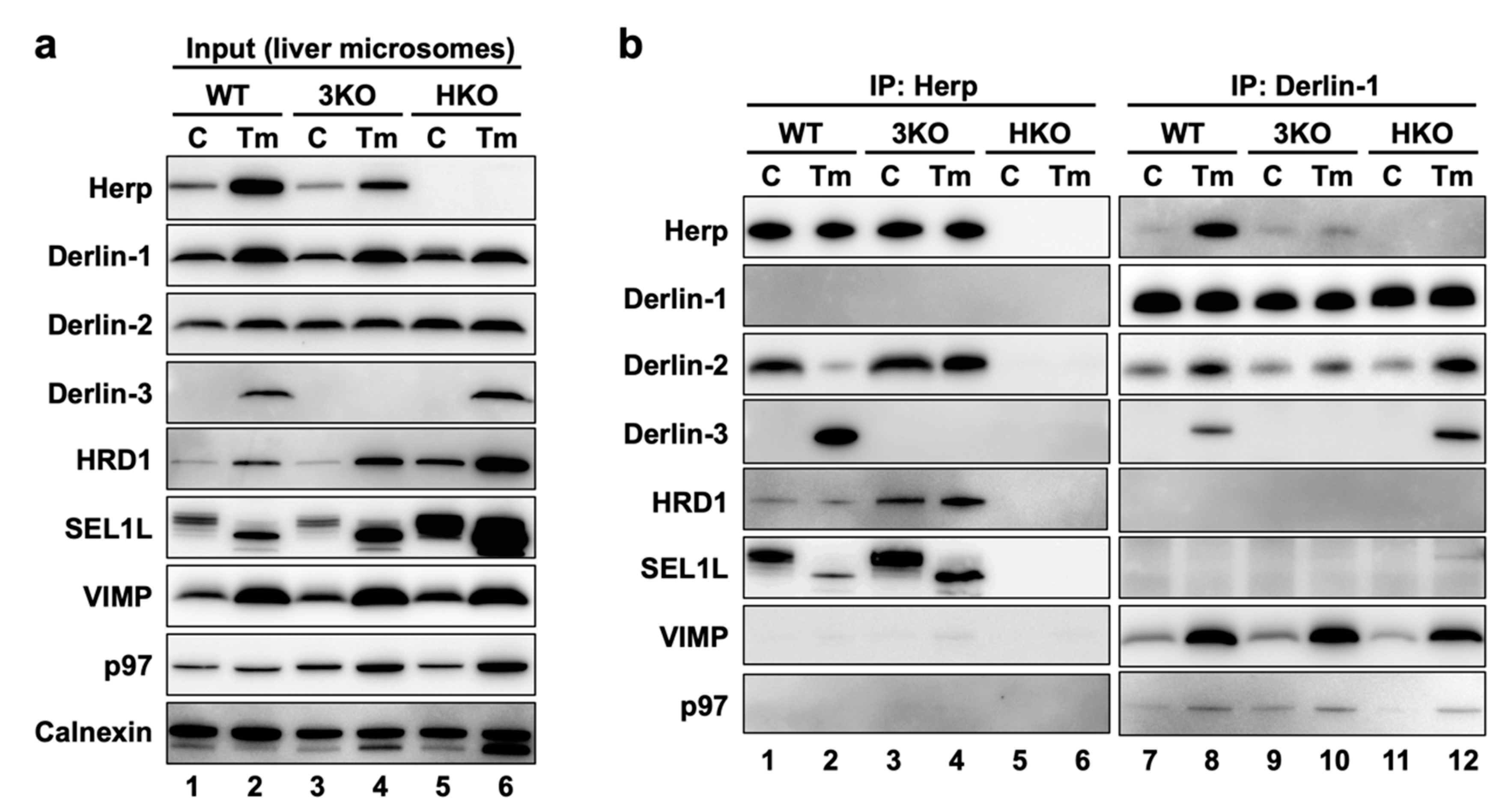 Ijms 21 06146 g004 Ijms 21 06146 g004