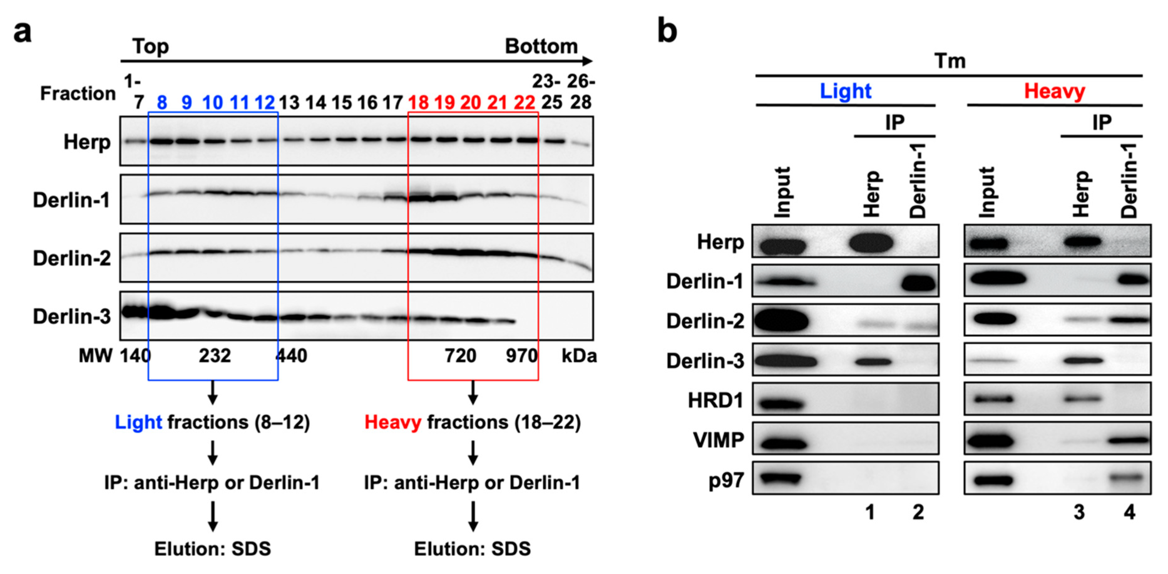 Ijms 21 06146 g006 Ijms 21 06146 g006