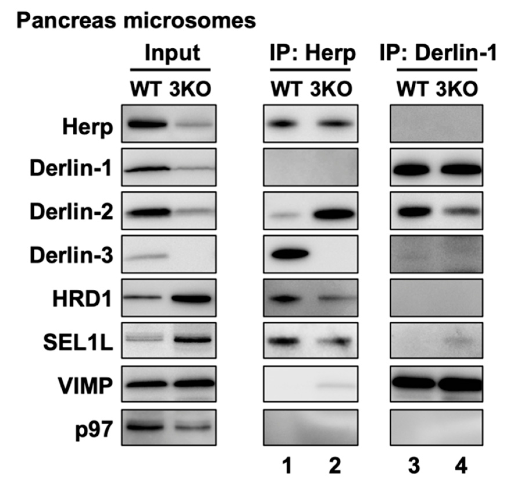 Ijms 21 06146 g007 Ijms 21 06146 g007
