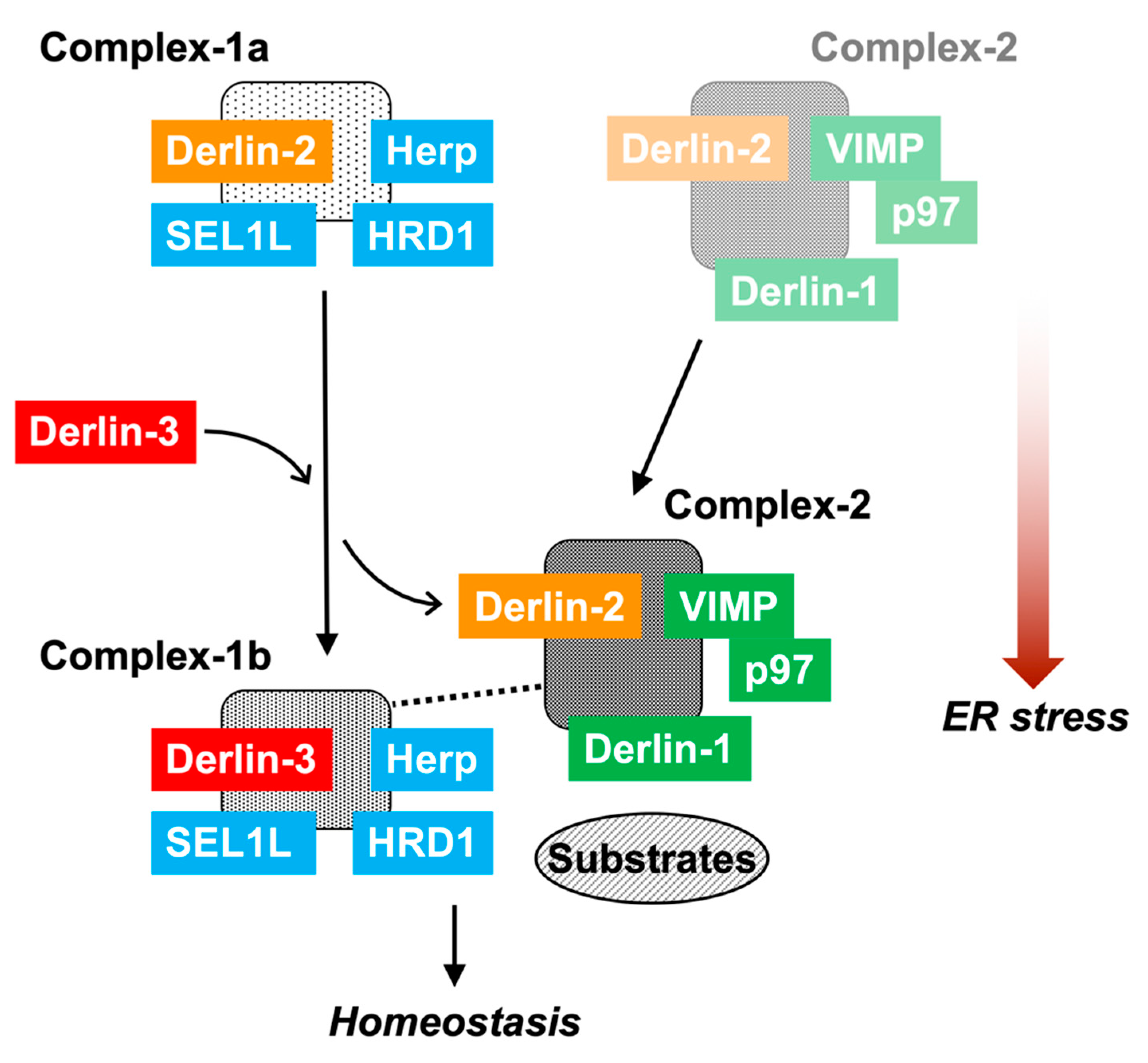 Ijms 21 06146 g008 Ijms 21 06146 g008