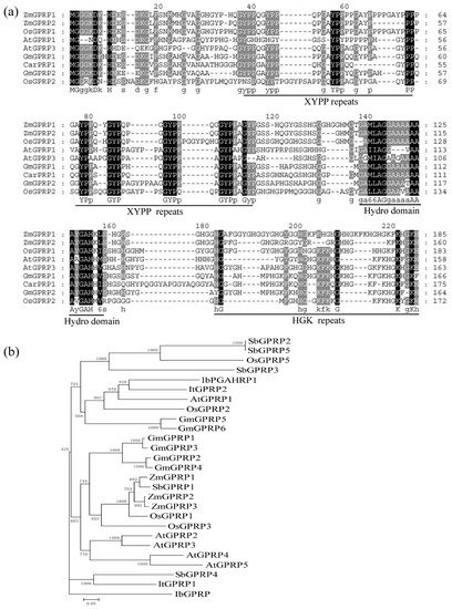 Ijms Free Full Text The Glycine And Proline Rich Protein Atgprp3 Negatively Regulates Plant Growth In Arabidopsis Html