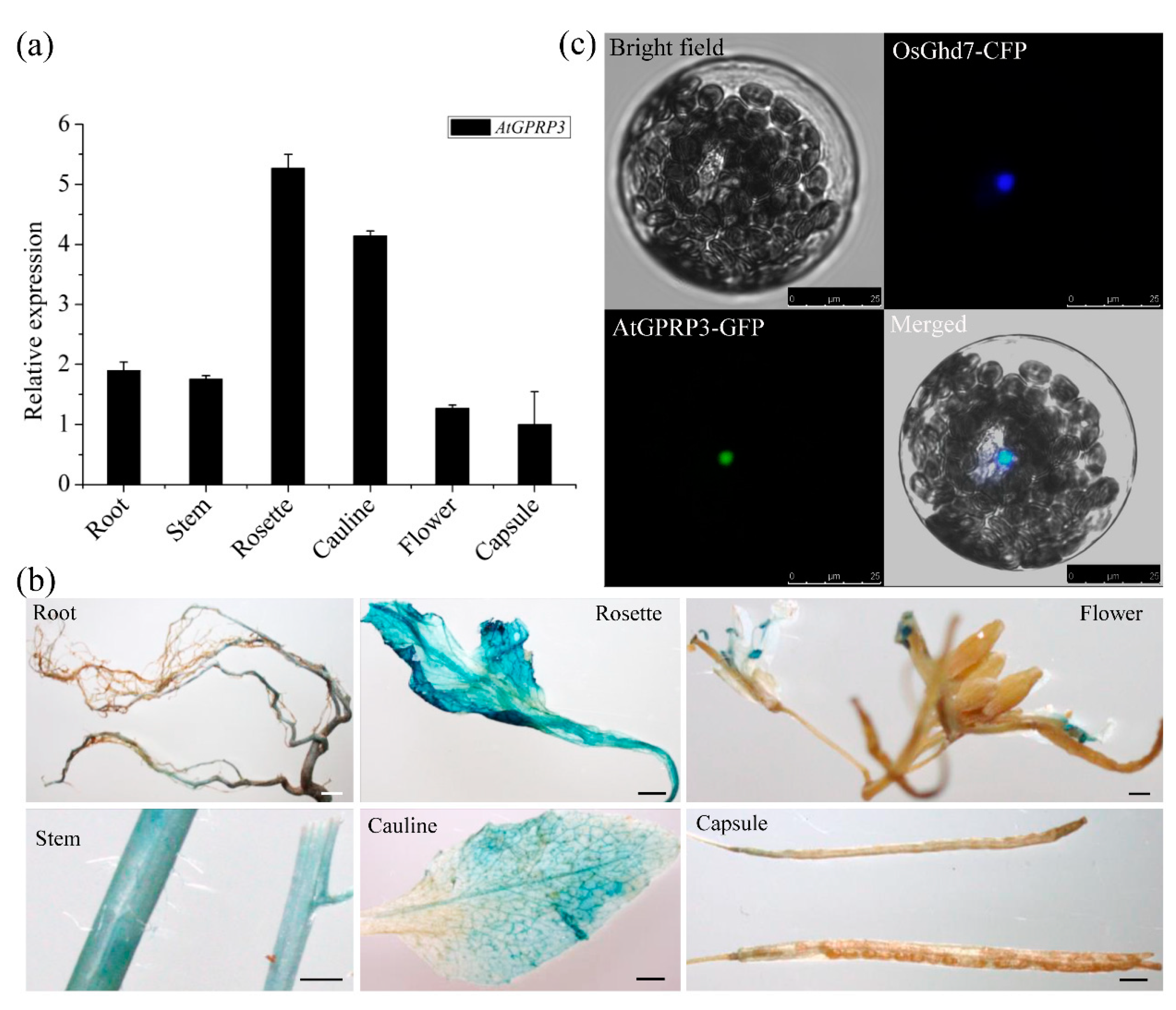 Ijms 21 06168 g002 Ijms 21 06168 g002