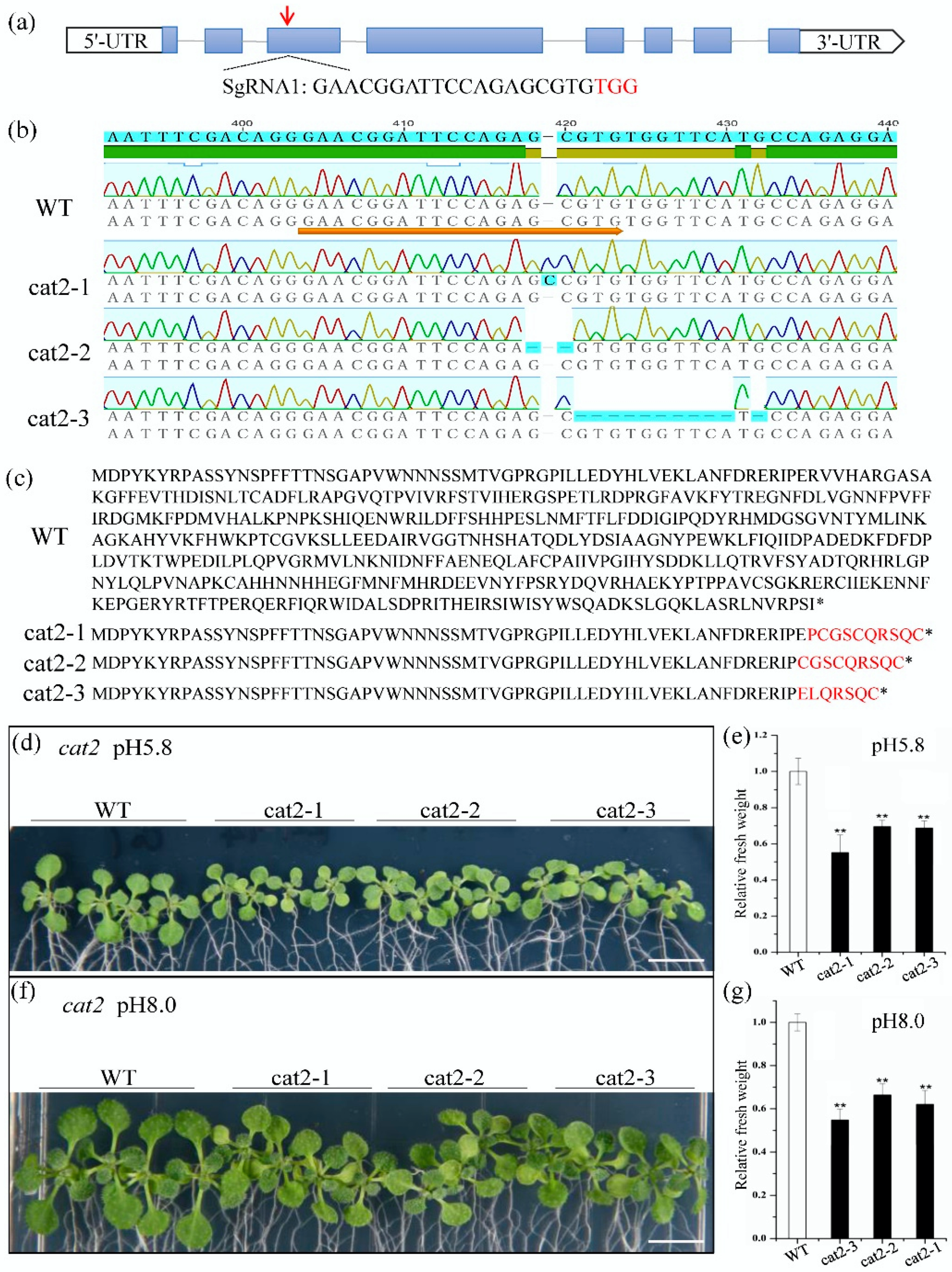Ijms 21 06168 g005 Ijms 21 06168 g005