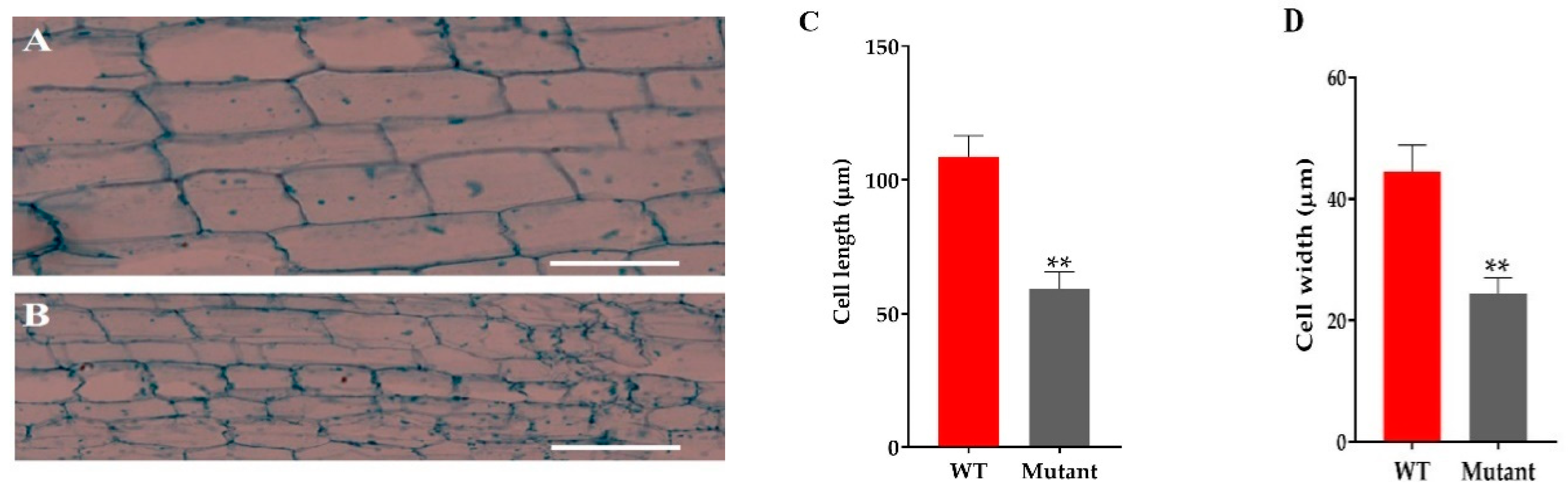 Ijms 21 06170 g004 Ijms 21 06170 g004