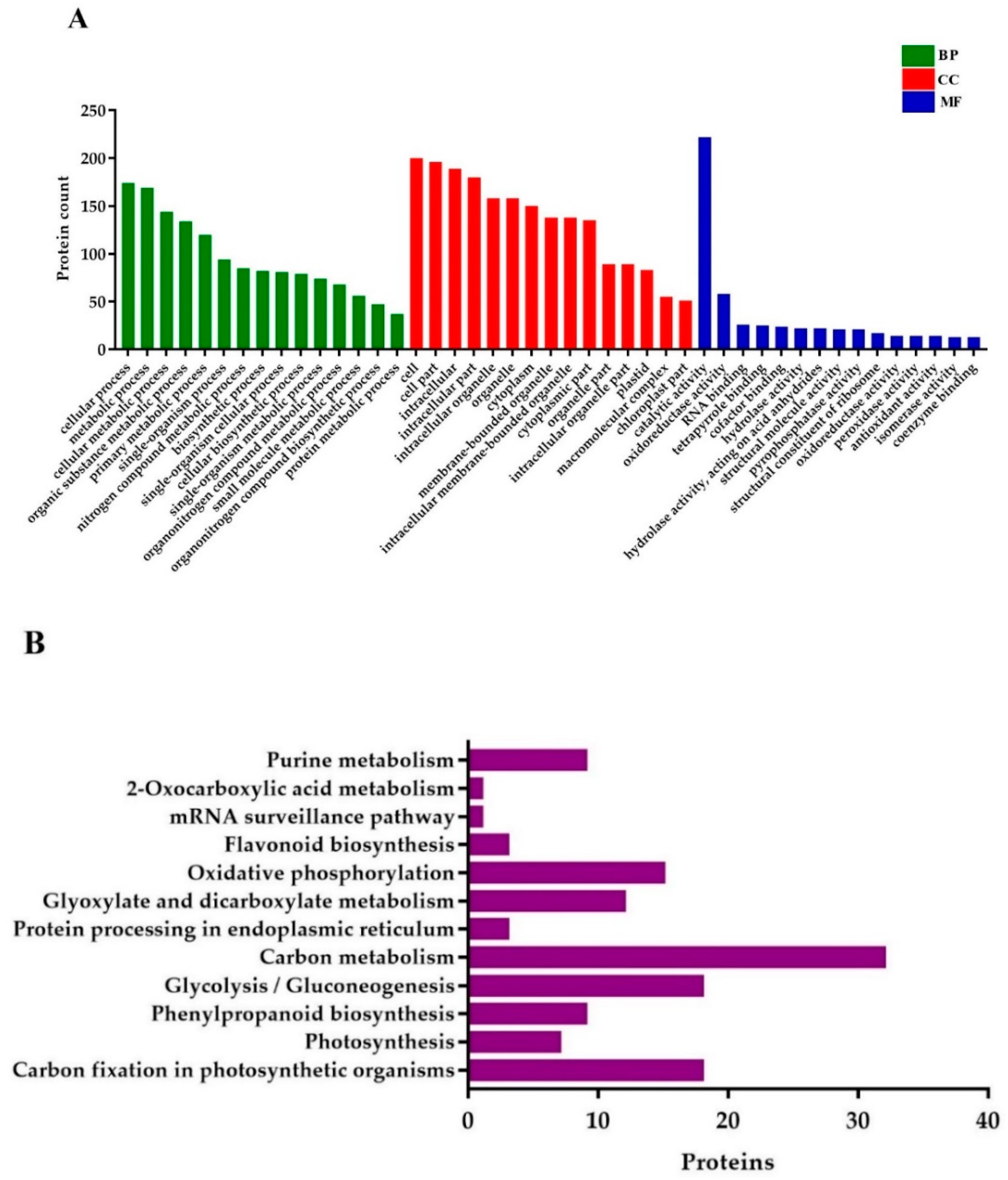 Ijms 21 06170 g007 Ijms 21 06170 g007