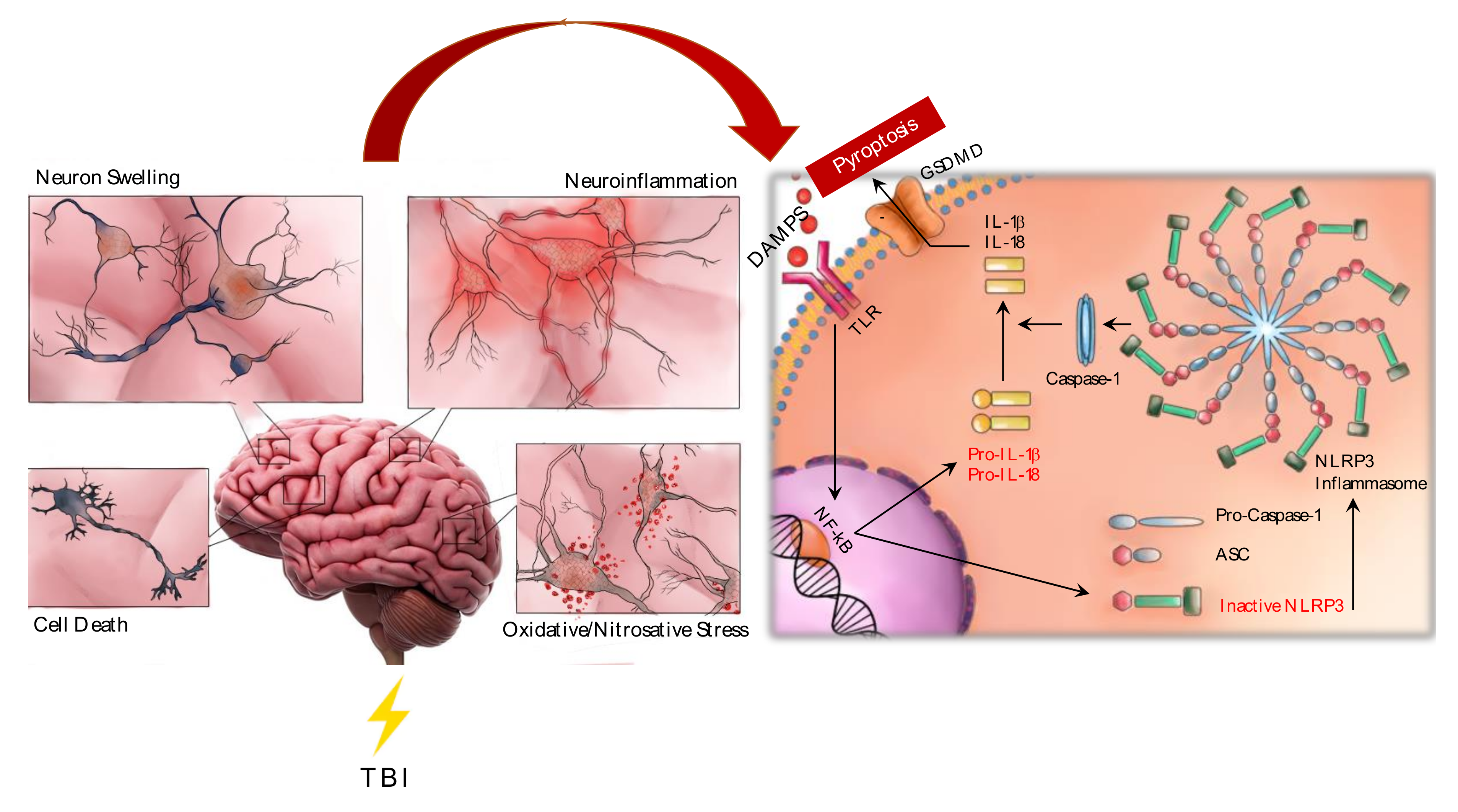 Ijms Free Full Text The Role Of Nlrp3 Inflammasome In The Pathogenesis Of Traumatic Brain Injury Html