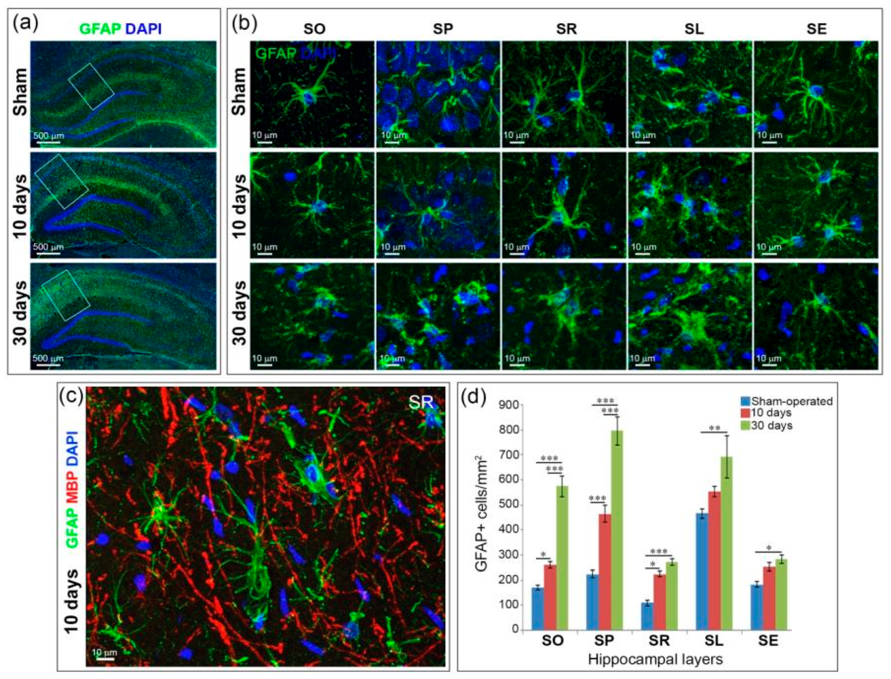 Ijms 21 06246 g003 Ijms 21 06246 g003
