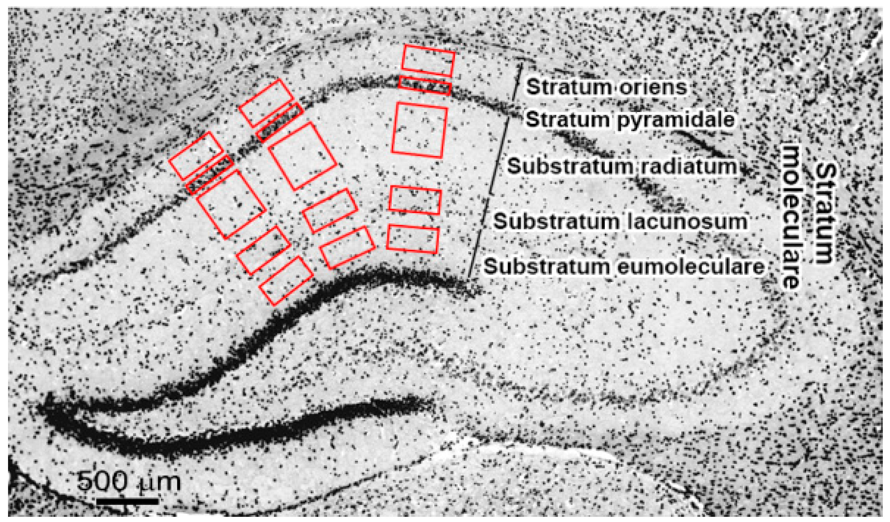 Ijms 21 06246 g007 Ijms 21 06246 g007