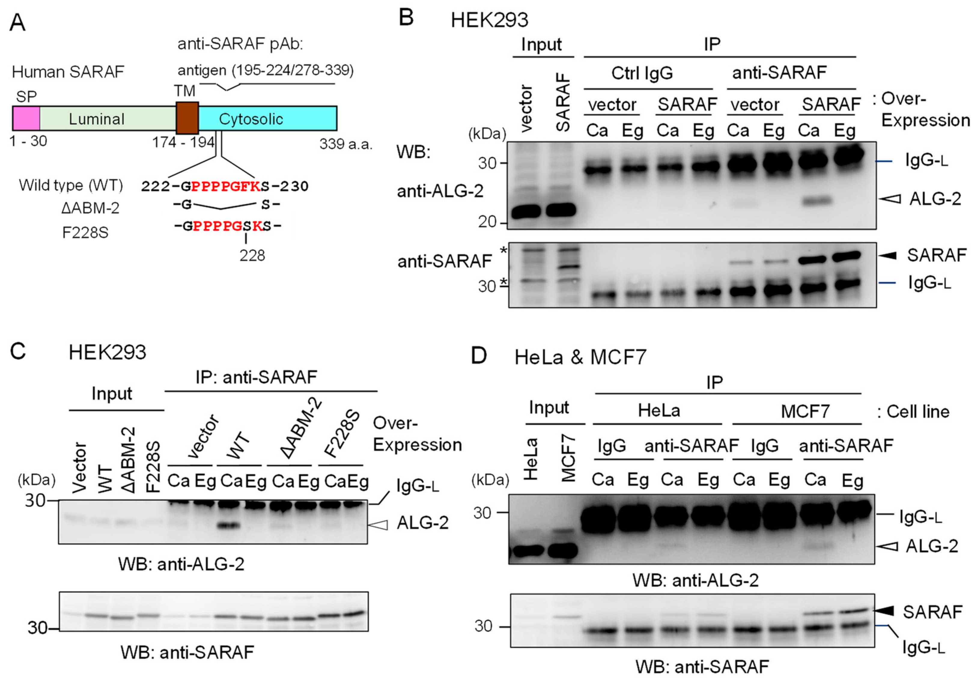 Ijms 21 06315 g002 Ijms 21 06315 g002