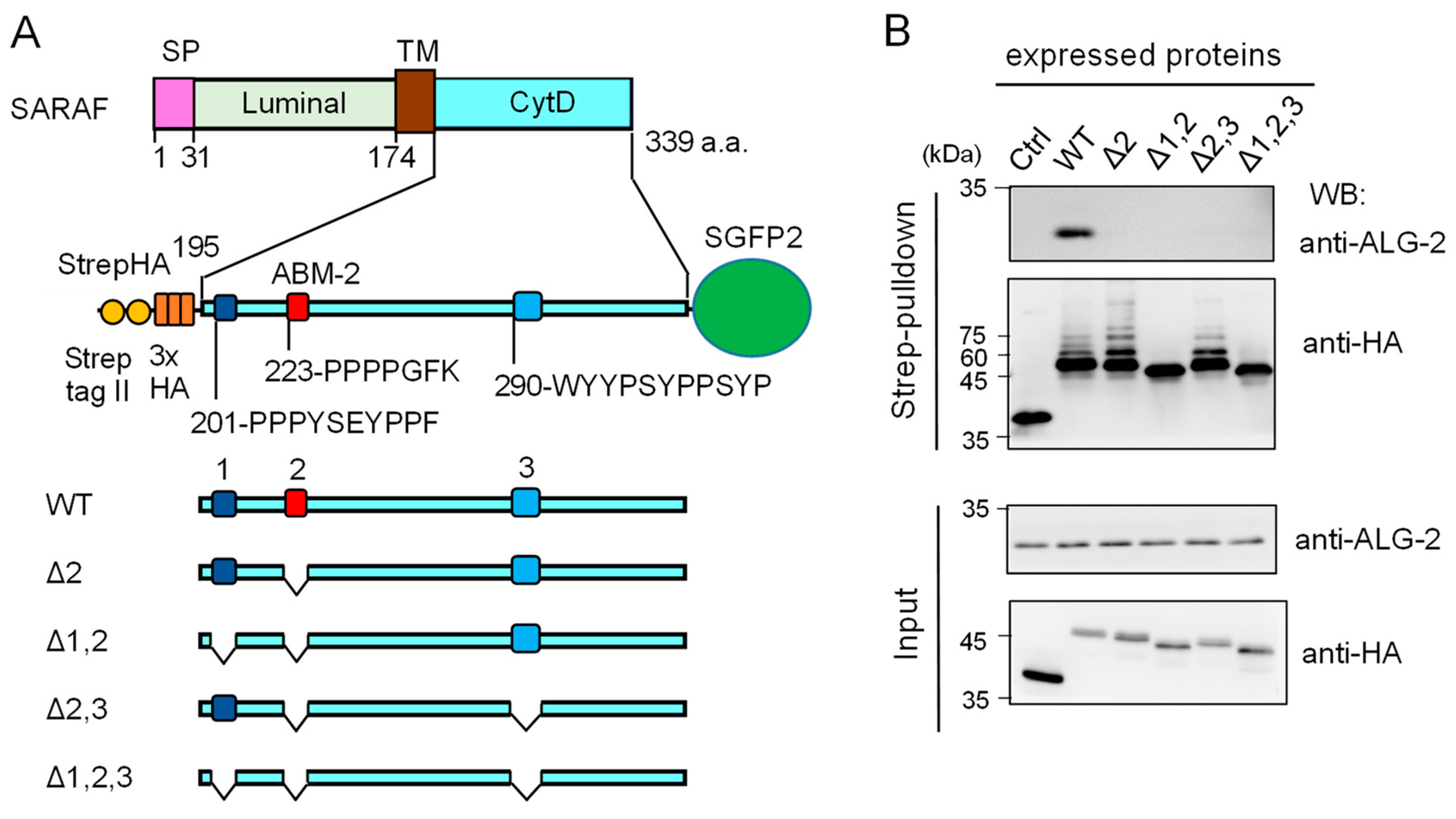 Ijms 21 06315 g004 Ijms 21 06315 g004