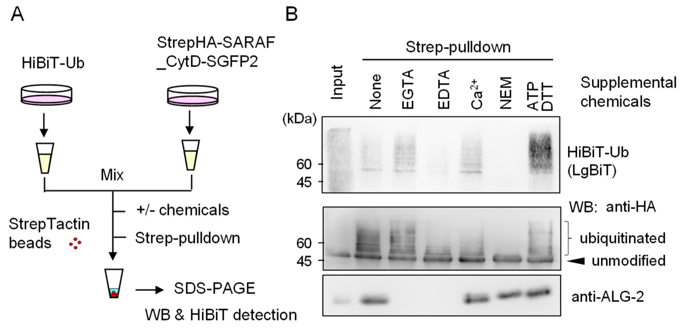 Ijms 21 06315 g006 Ijms 21 06315 g006