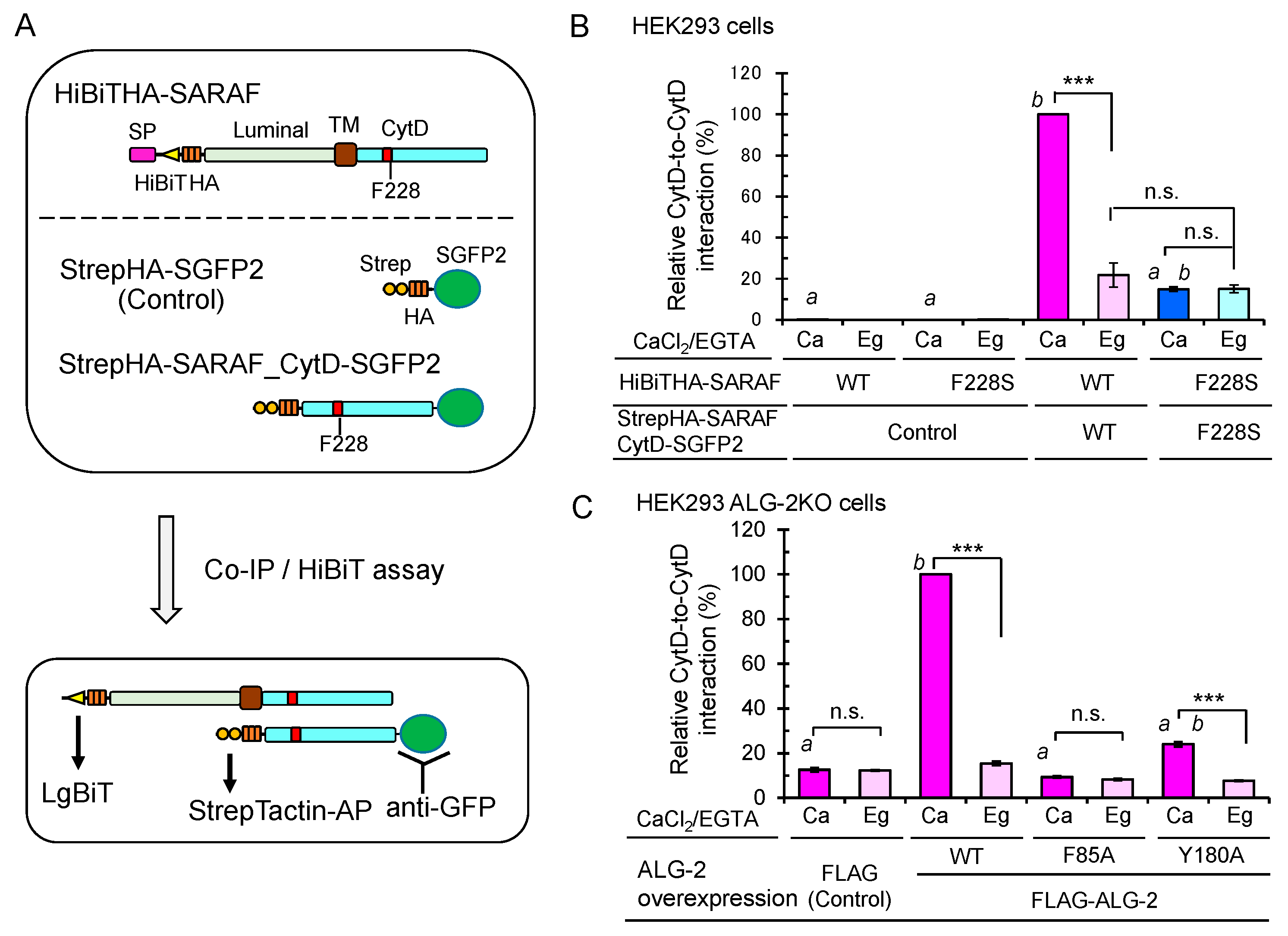 Ijms 21 06315 g009 Ijms 21 06315 g009