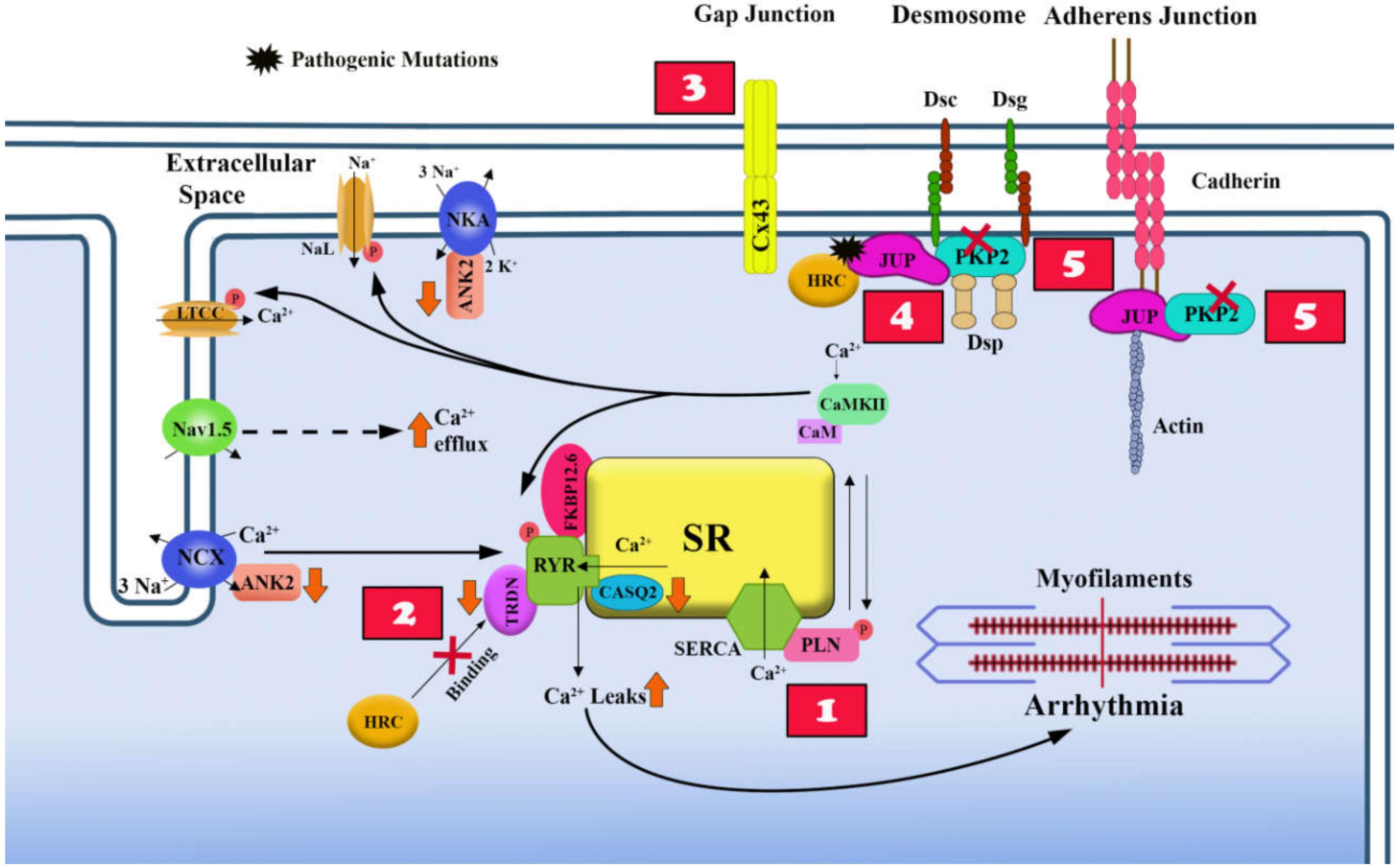 Ijms 21 06320 g003 Ijms 21 06320 g003