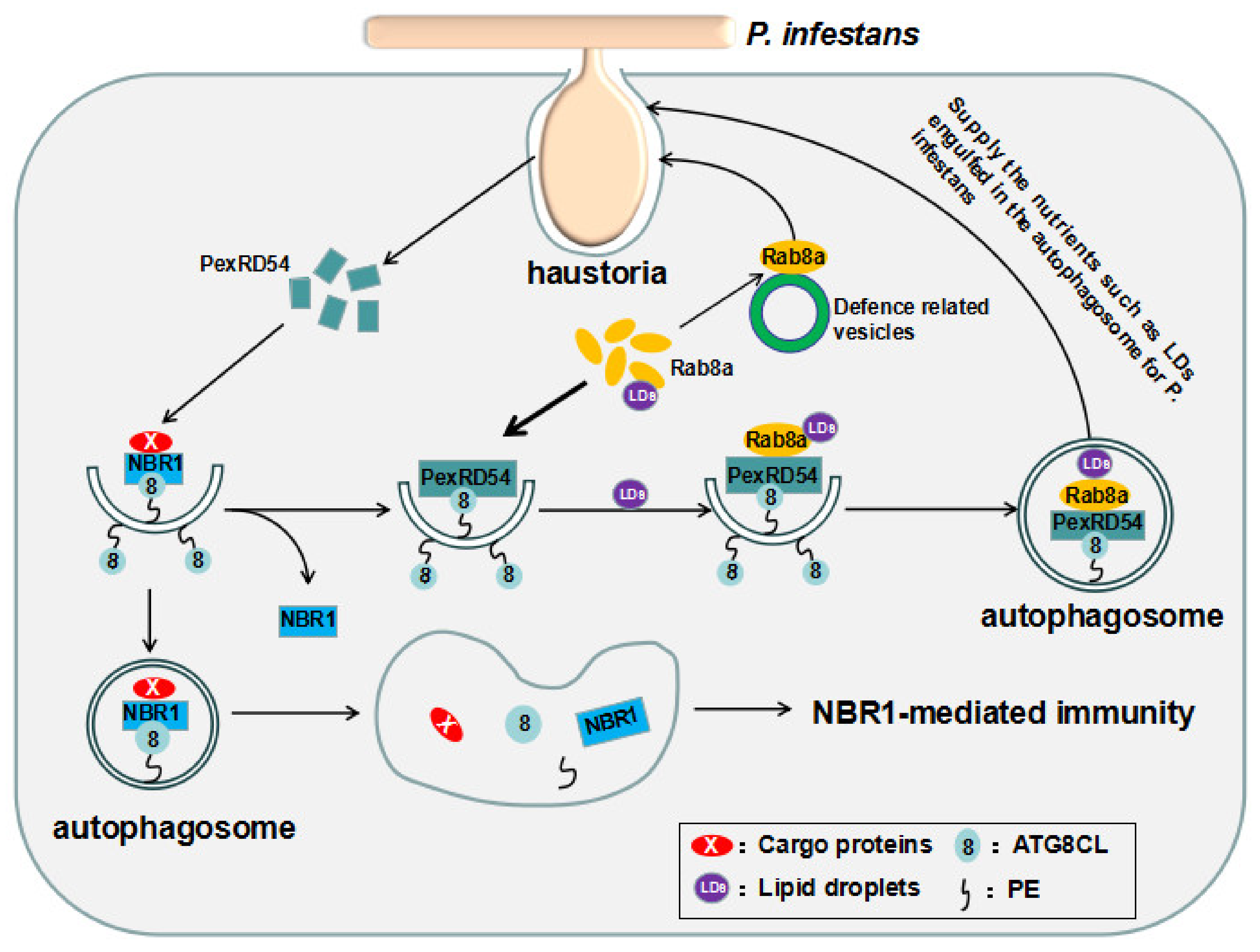 Ijms 21 06321 g002 Ijms 21 06321 g002