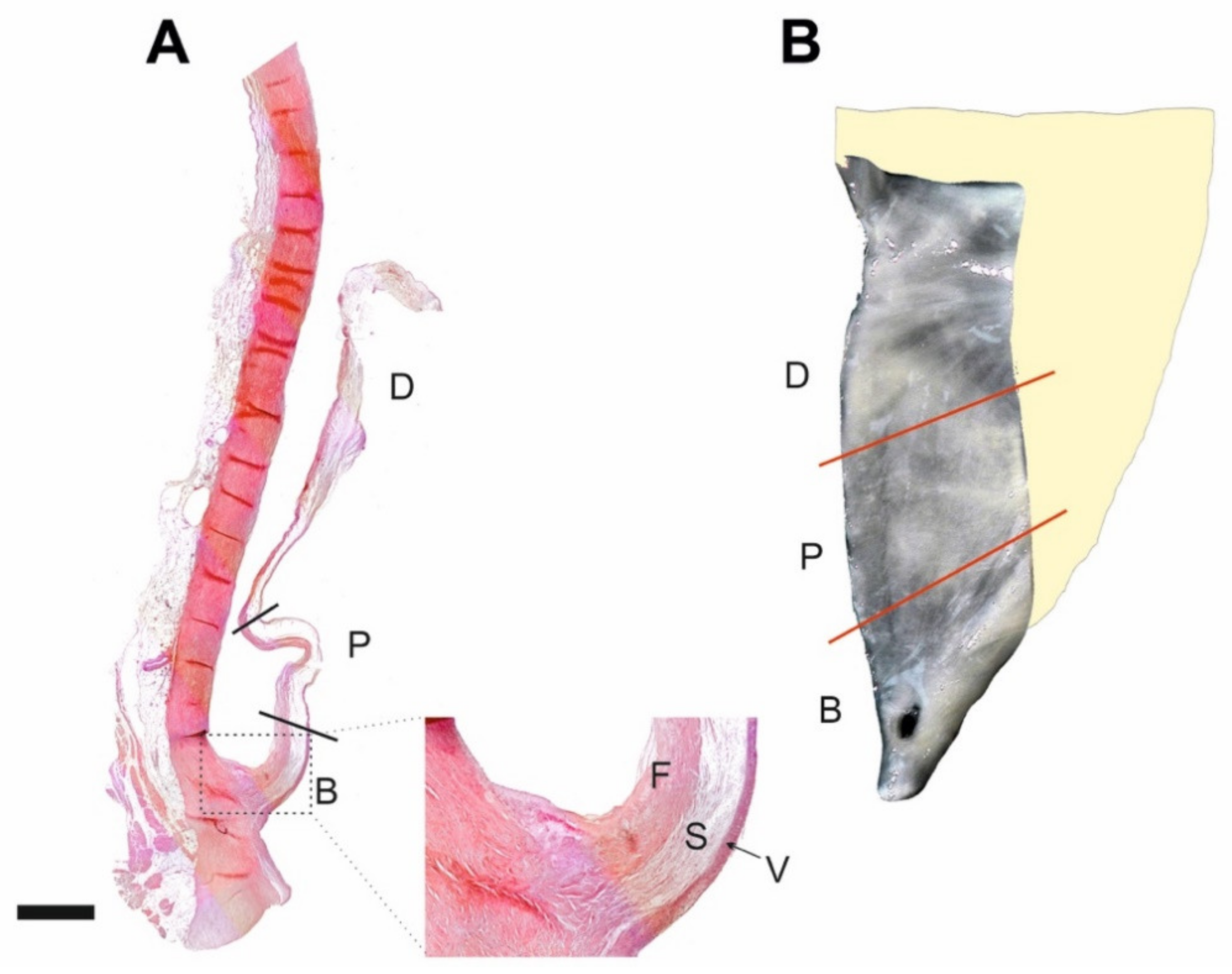 Ijms 21 06330 g001 Ijms 21 06330 g001