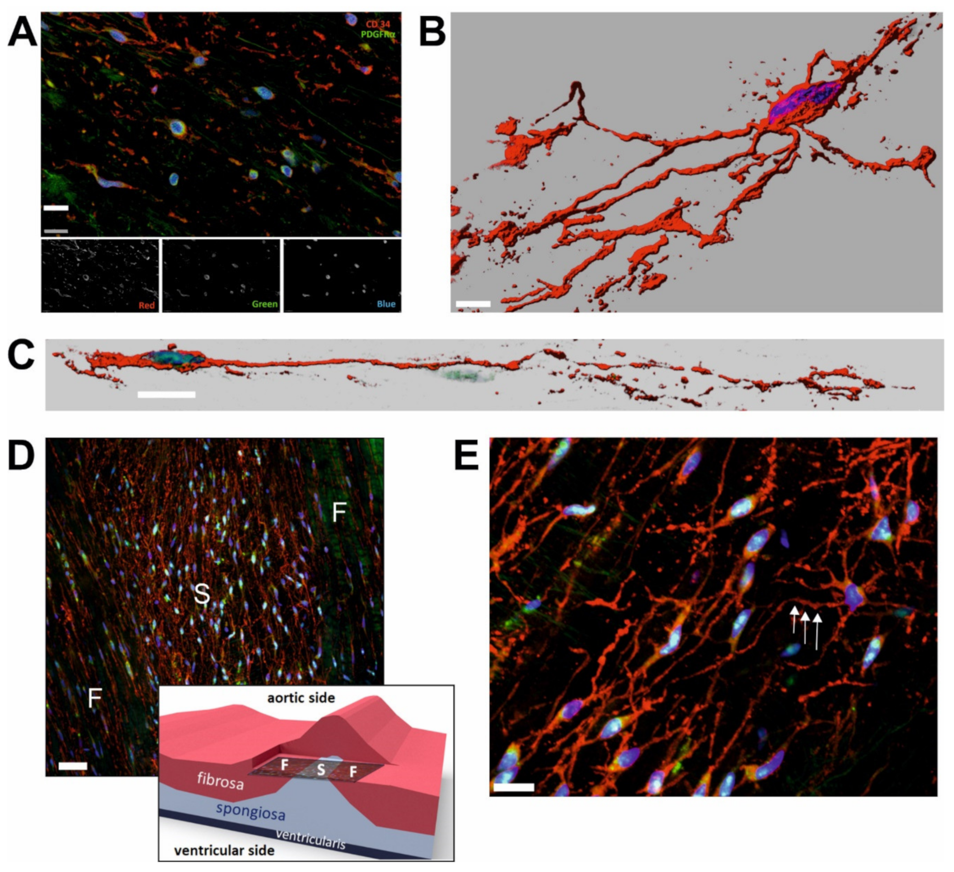 Ijms 21 06330 g002 Ijms 21 06330 g002
