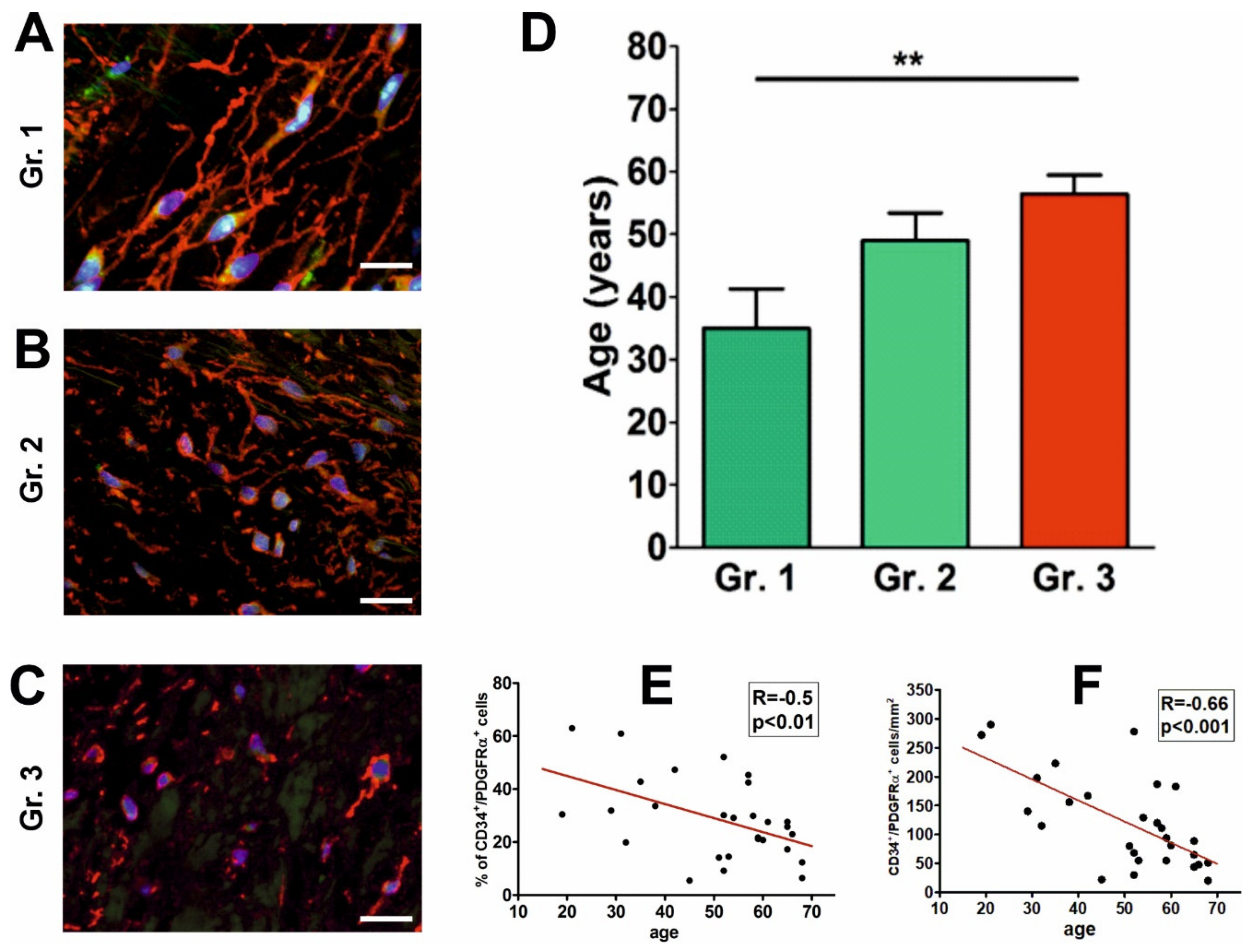 Ijms 21 06330 g003 Ijms 21 06330 g003
