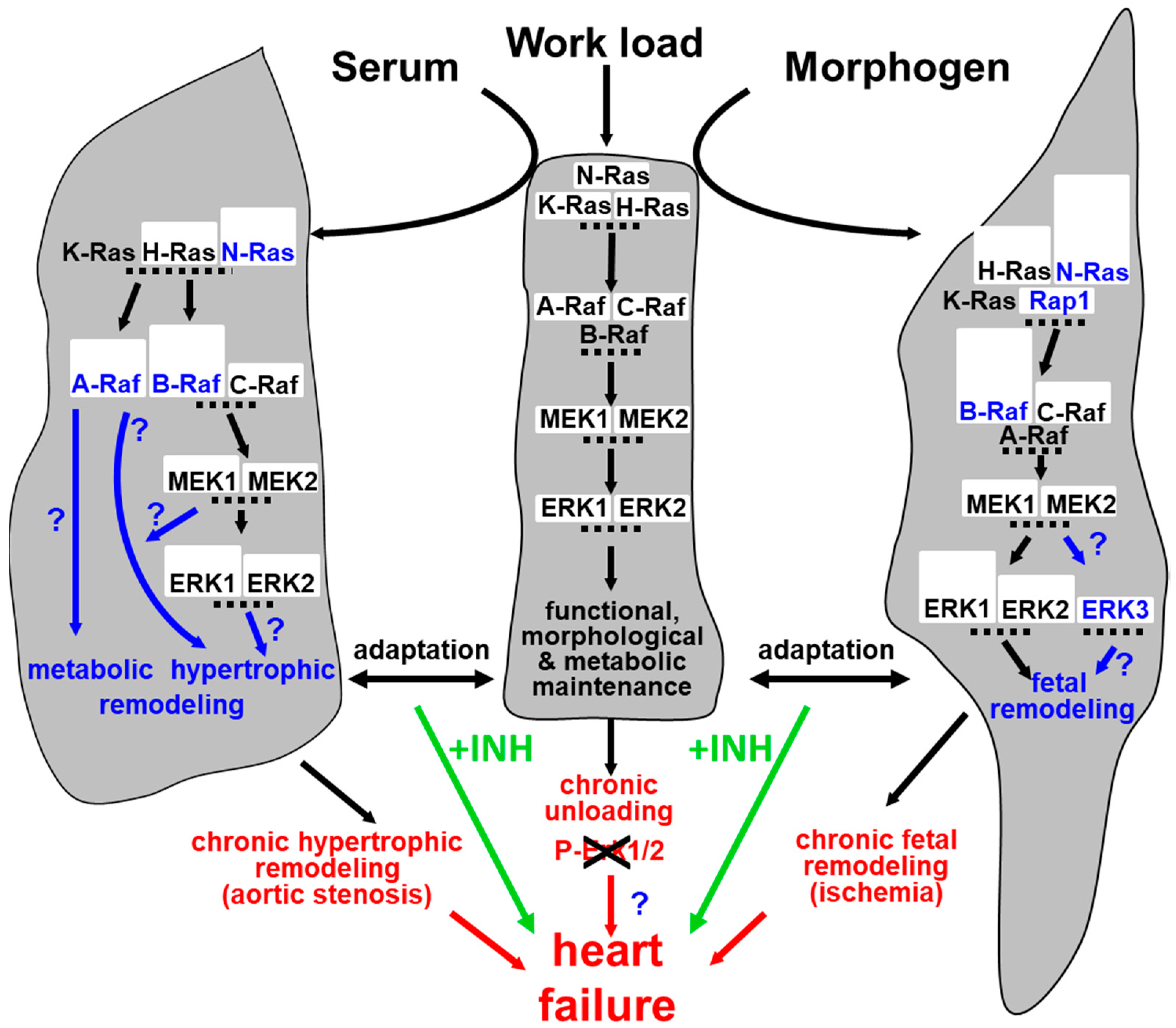 Ijms 21 06348 g007 Ijms 21 06348 g007