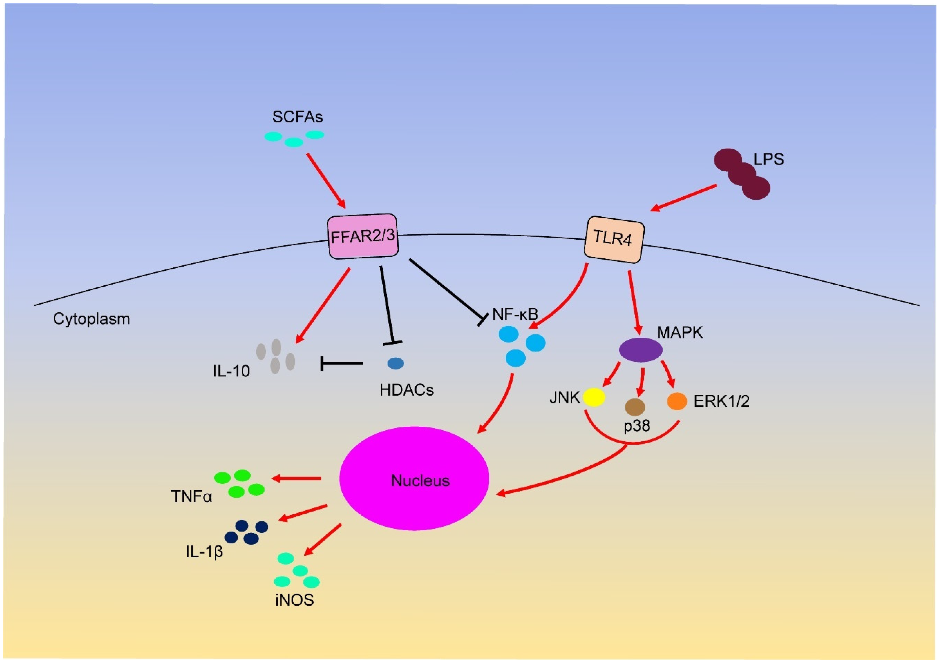 IJMS | Free Full-Text | Short-Chain Fatty Acids and Their Association with  Signalling Pathways in Inflammation, Glucose and Lipid Metabolism