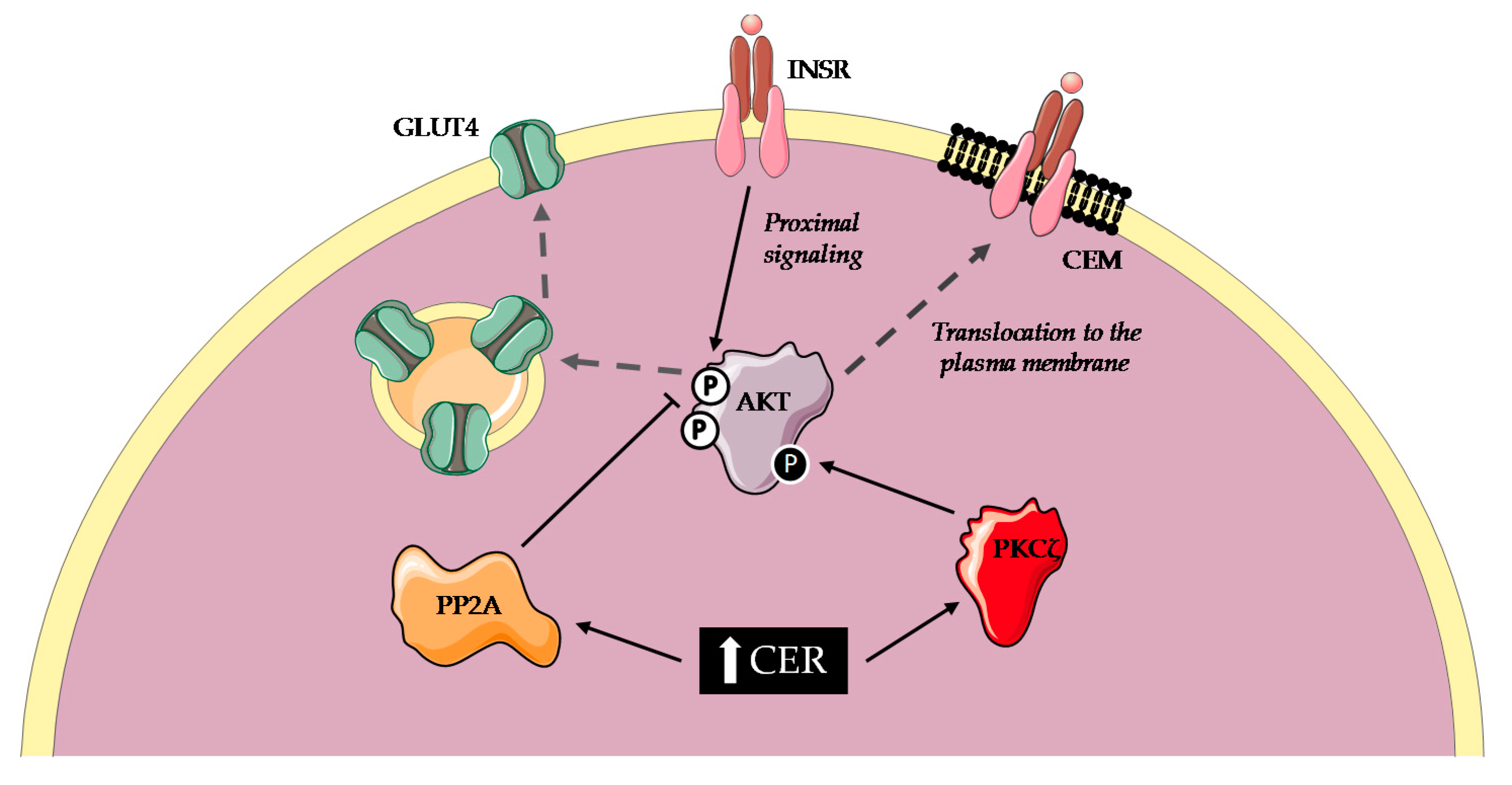 Ijms 21 06358 g002 Ijms 21 06358 g002