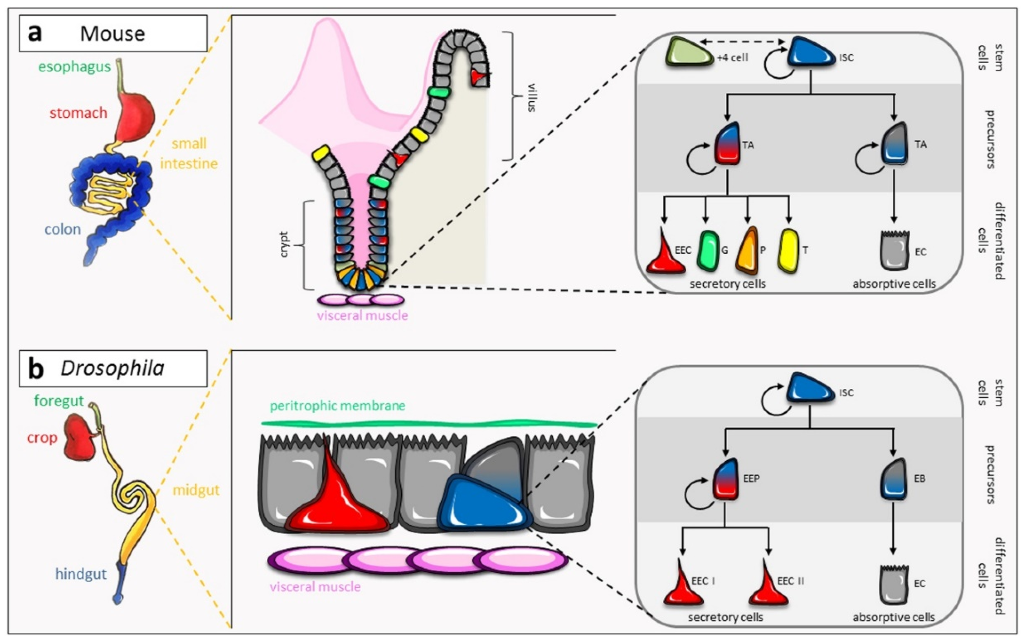 IJMS | Free Full-Text | Tissue Adaptation to Environmental Cues by  Symmetric and Asymmetric Division Modes of Intestinal Stem Cells