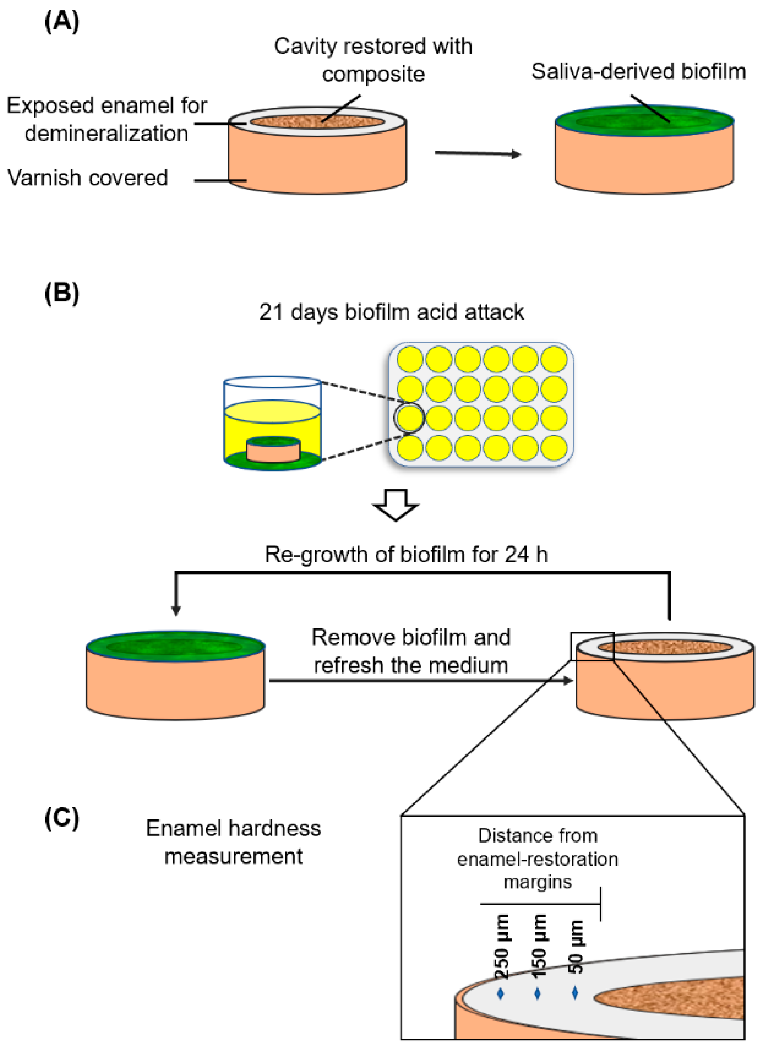 Ijms 21 06369 g007 Ijms 21 06369 g007