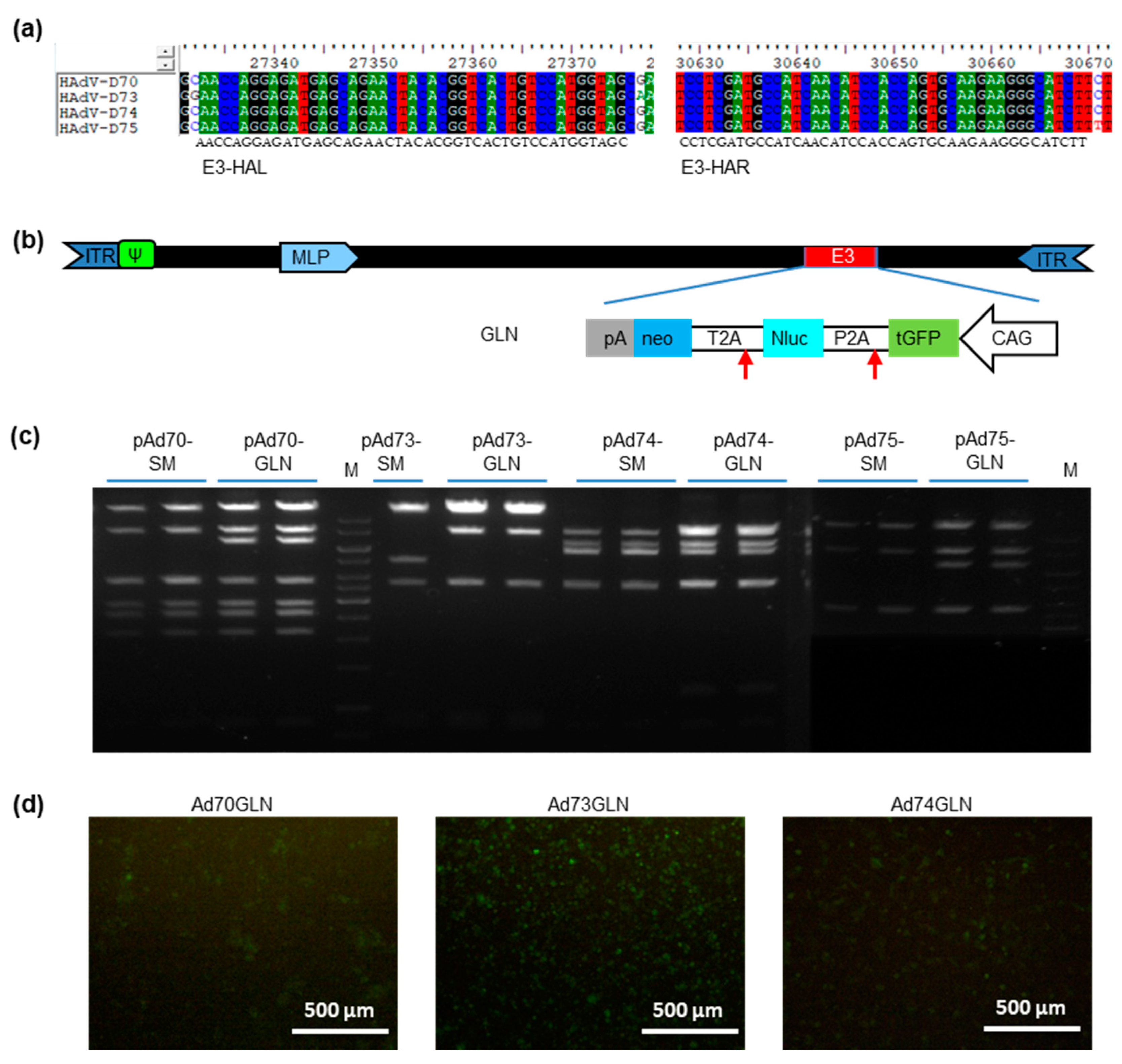 Ijms 21 06370 g004 Ijms 21 06370 g004