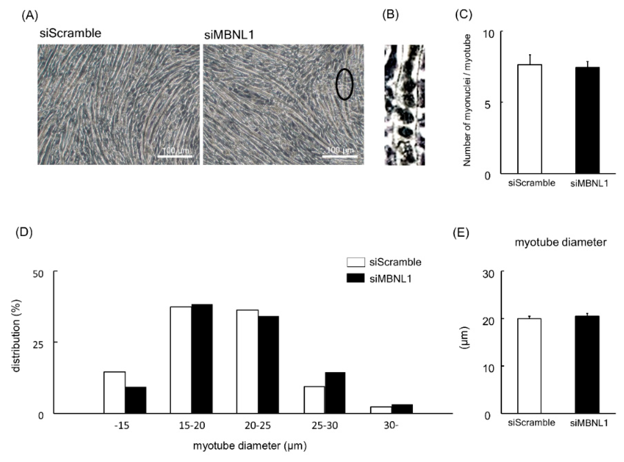Ijms 21 06376 g002 Ijms 21 06376 g002
