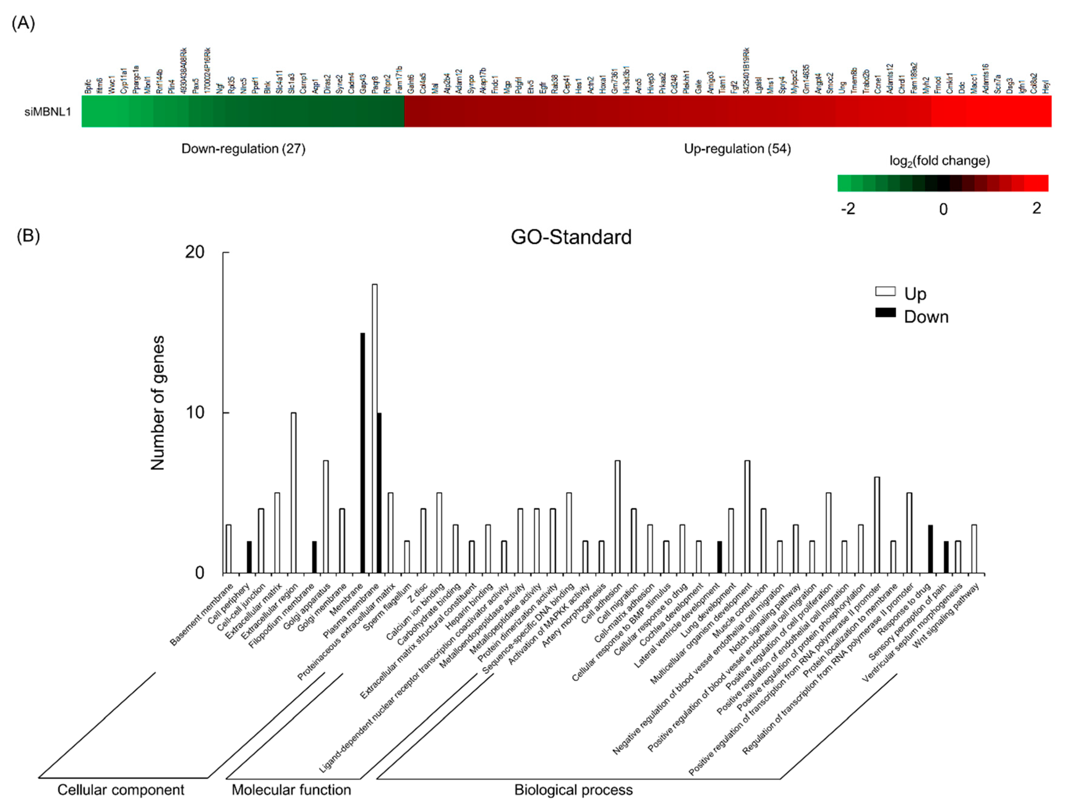 Ijms 21 06376 g003 Ijms 21 06376 g003