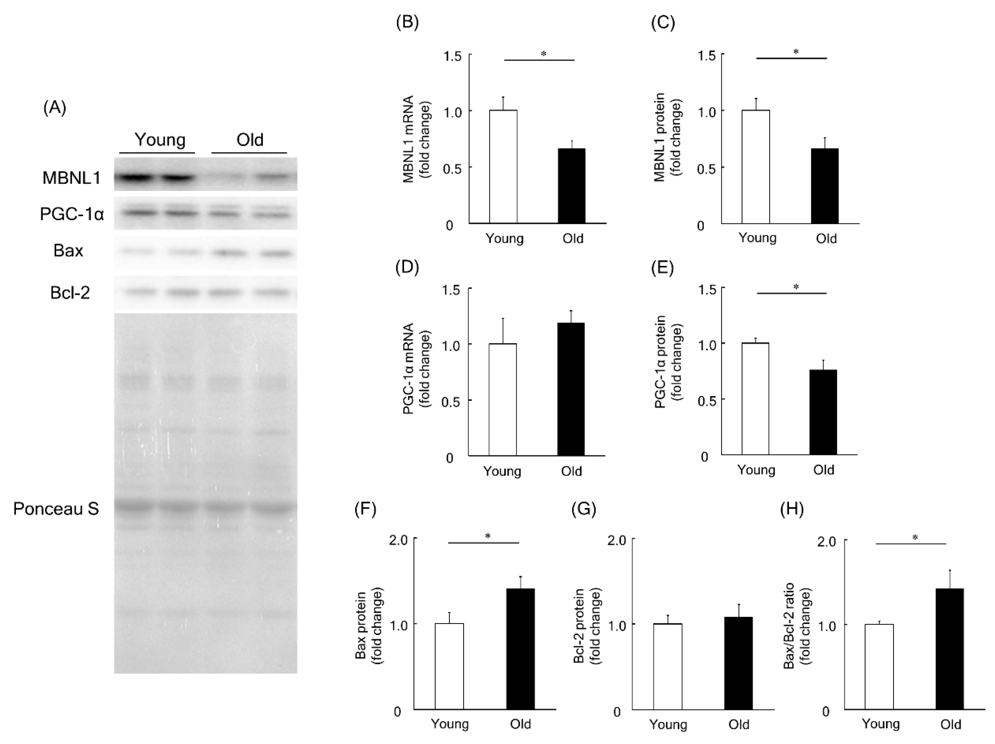 Ijms 21 06376 g007 Ijms 21 06376 g007