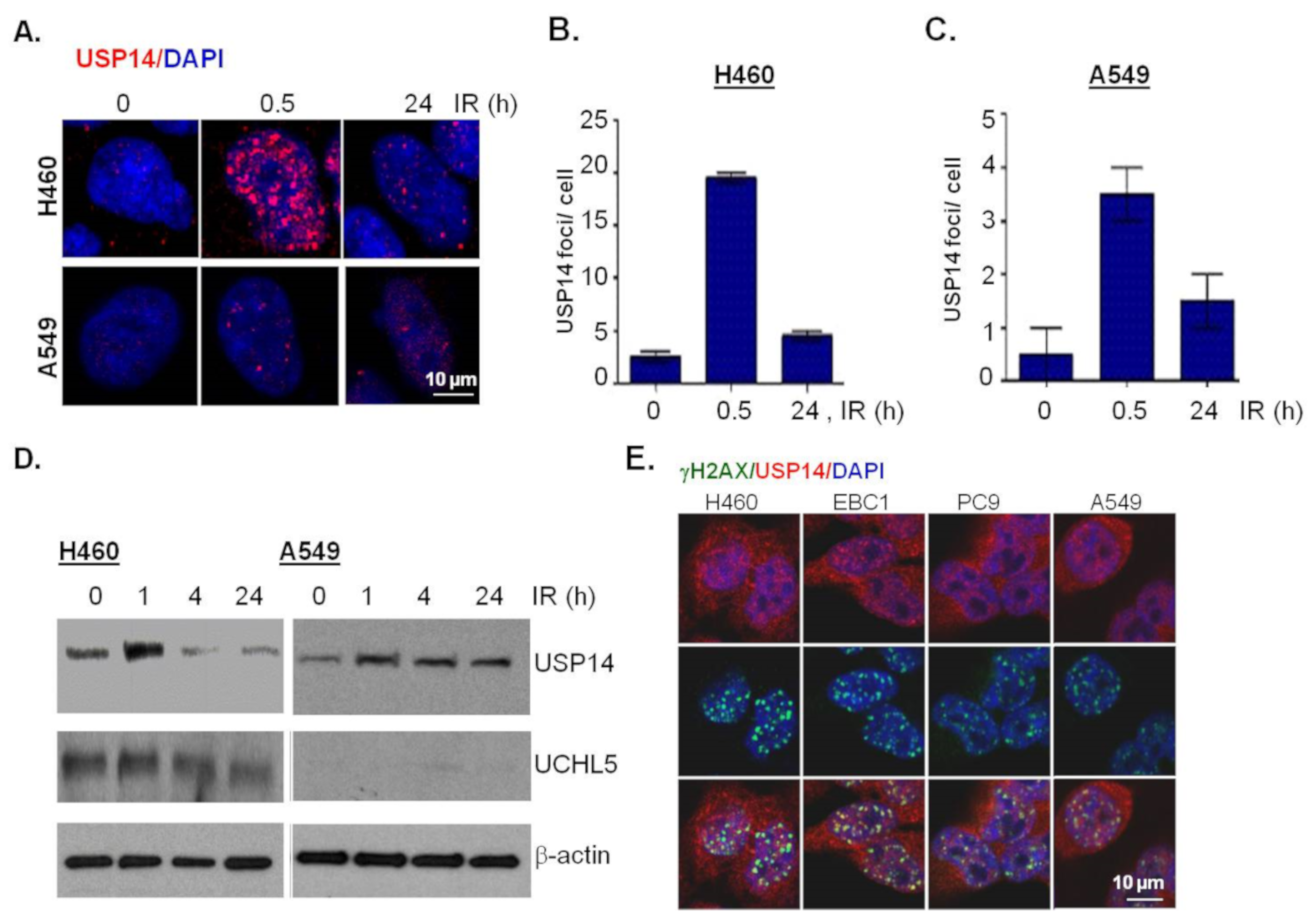 Ijms 21 06383 g002 Ijms 21 06383 g002