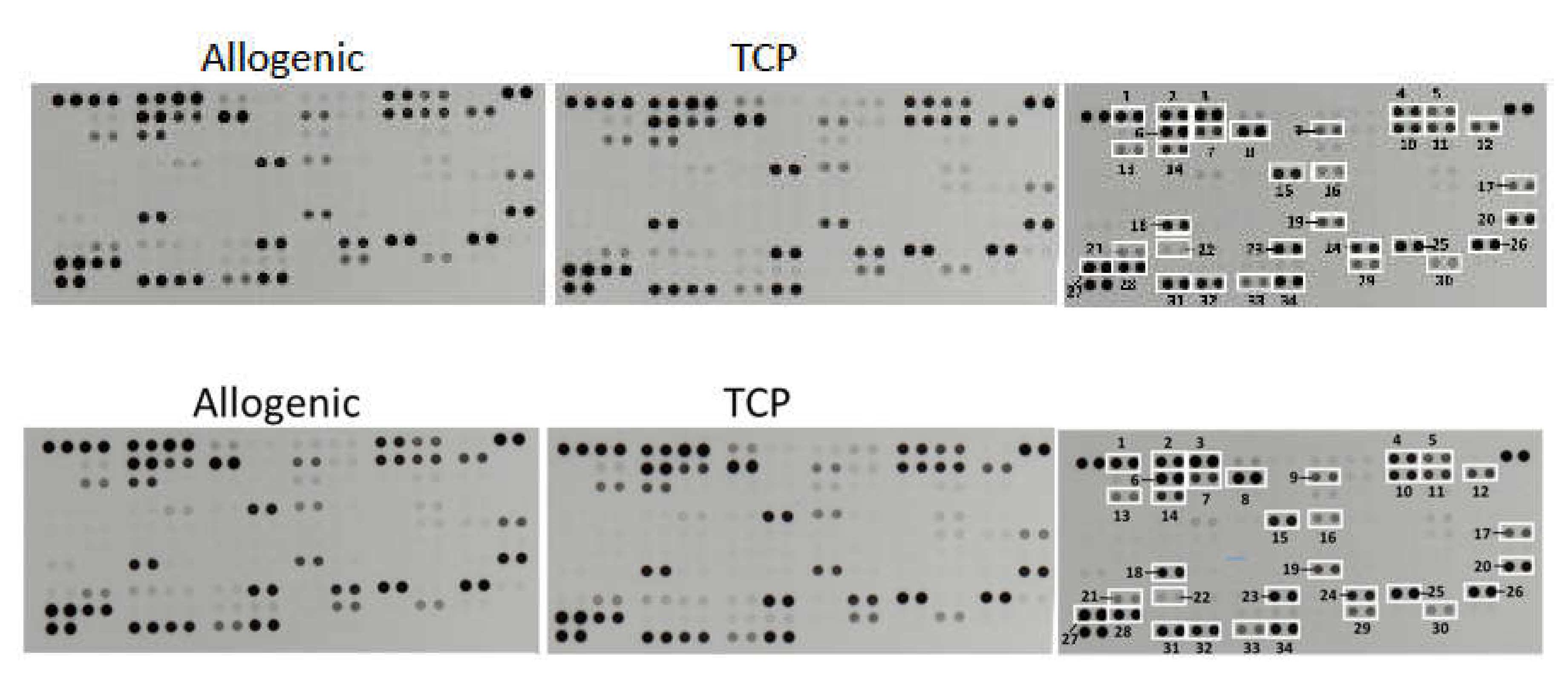 Proteome Profiler Human XL Cytokine Array Kit ARY022B: R&D Systems