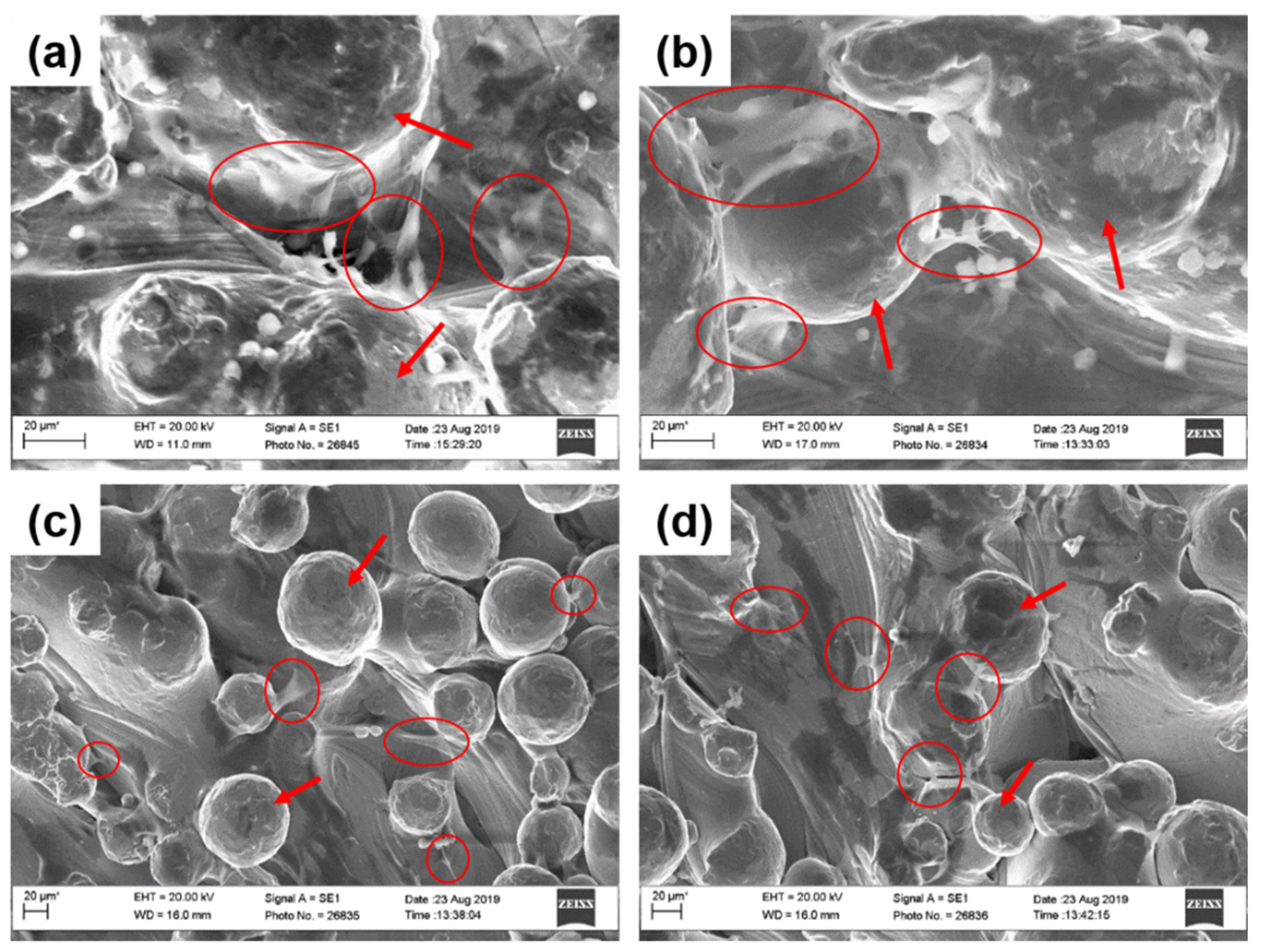 Ijms 21 06406 g006 Ijms 21 06406 g006