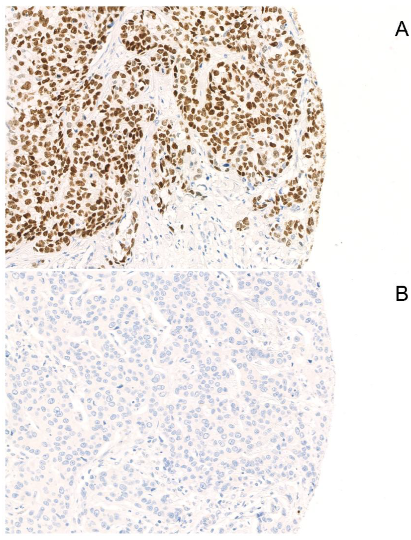 Ijms 21 06407 g001 Ijms 21 06407 g001