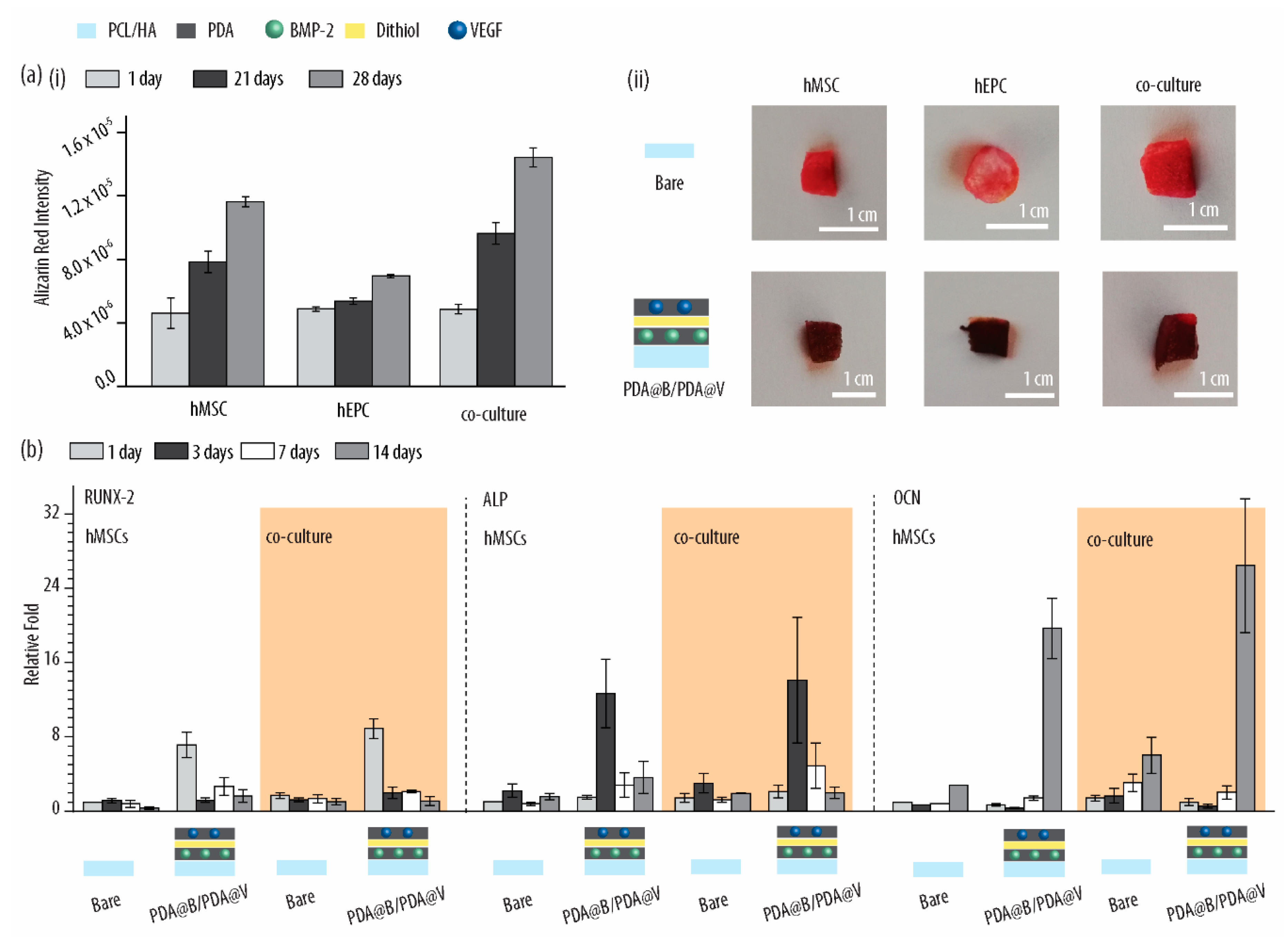 Ijms 21 06418 g007 Ijms 21 06418 g007