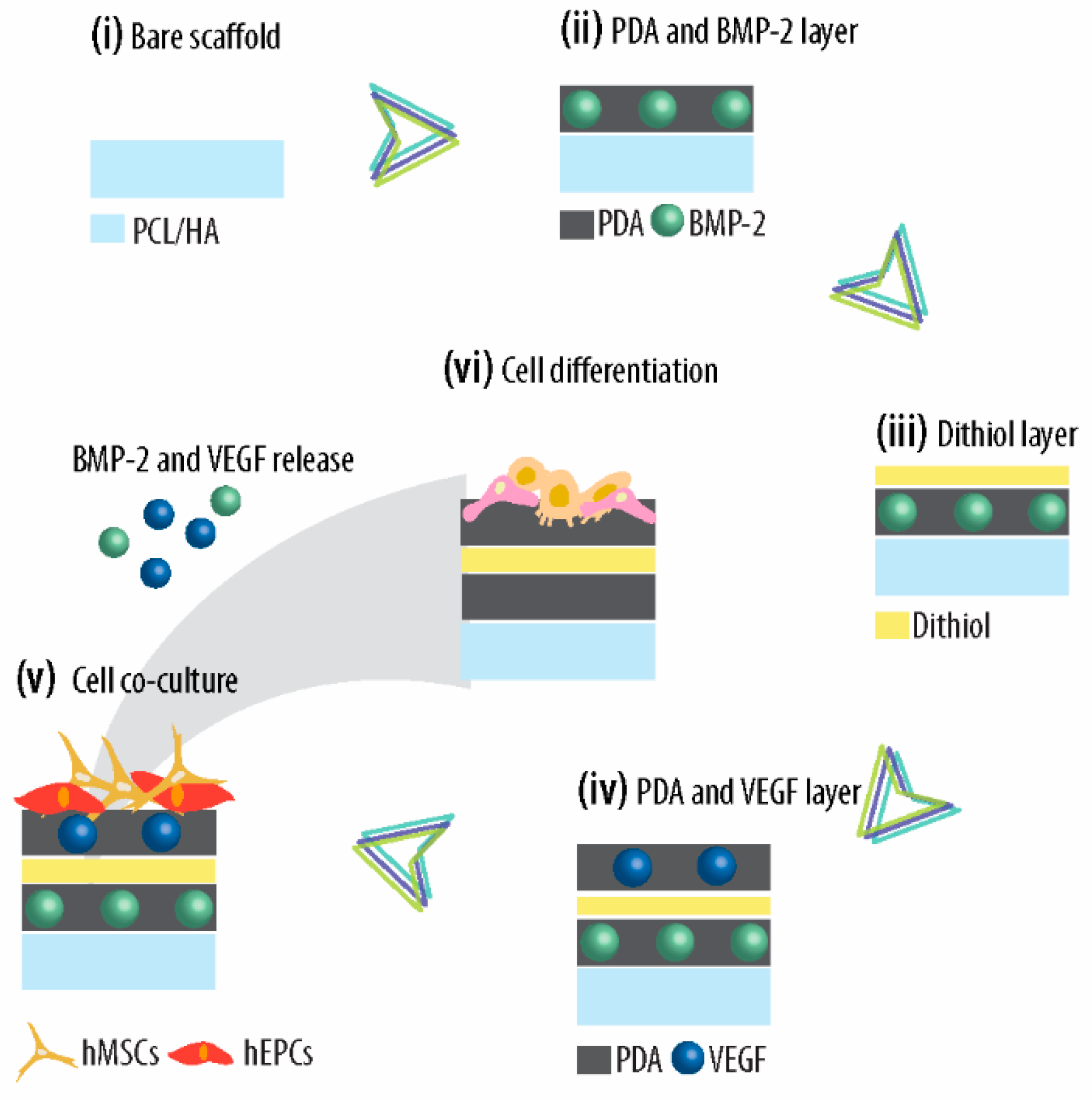 Ijms 21 06418 sch001 Ijms 21 06418 sch001