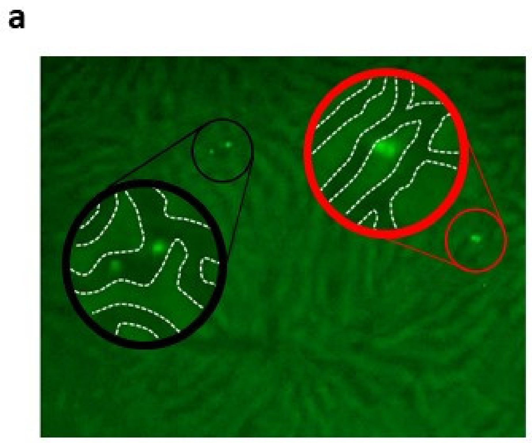 Ijms 21 06431 g004a Ijms 21 06431 g004a