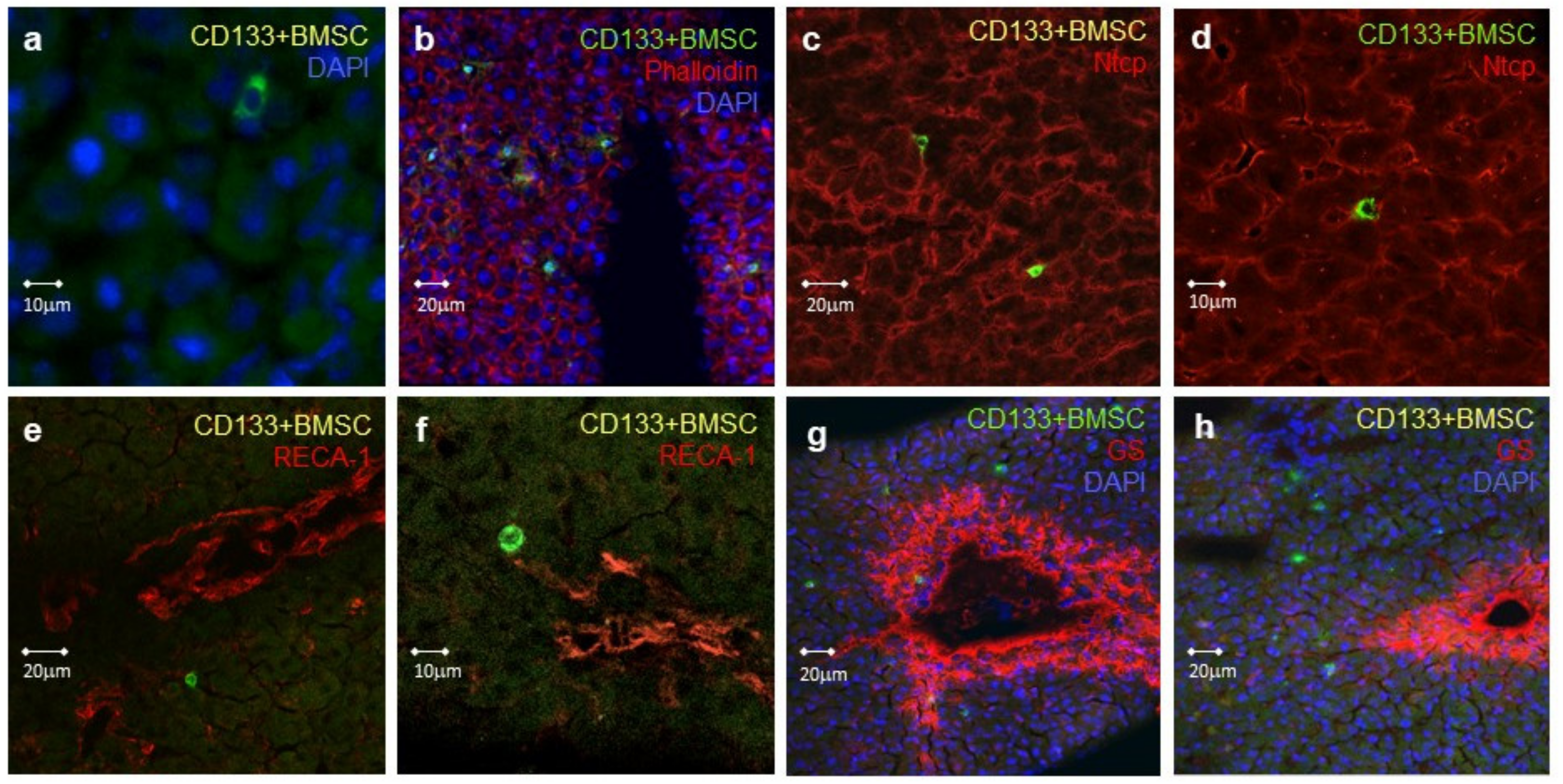 Ijms 21 06431 g005 Ijms 21 06431 g005