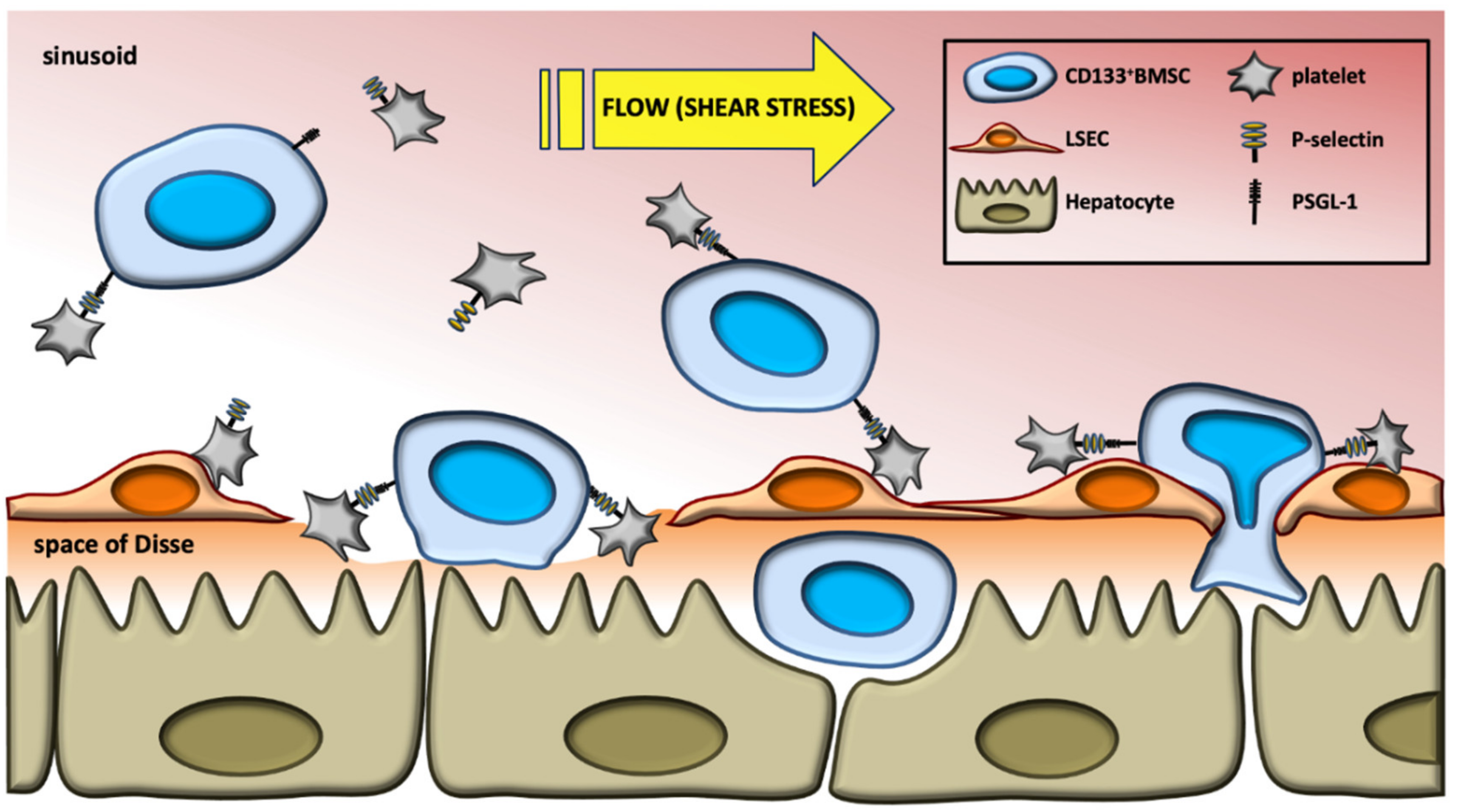 Ijms 21 06431 g006 Ijms 21 06431 g006