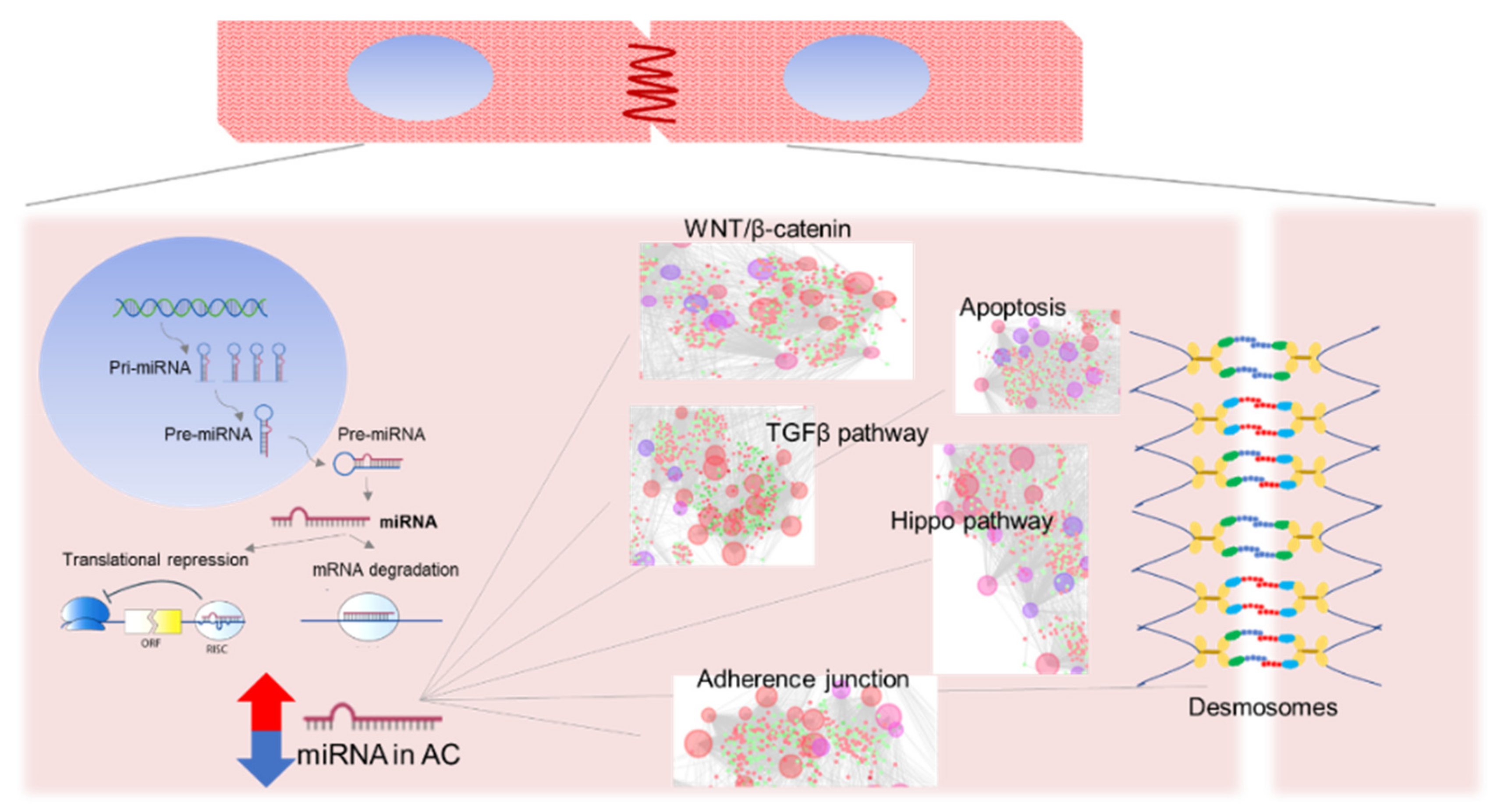 Ijms 21 06434 g001 Ijms 21 06434 g001