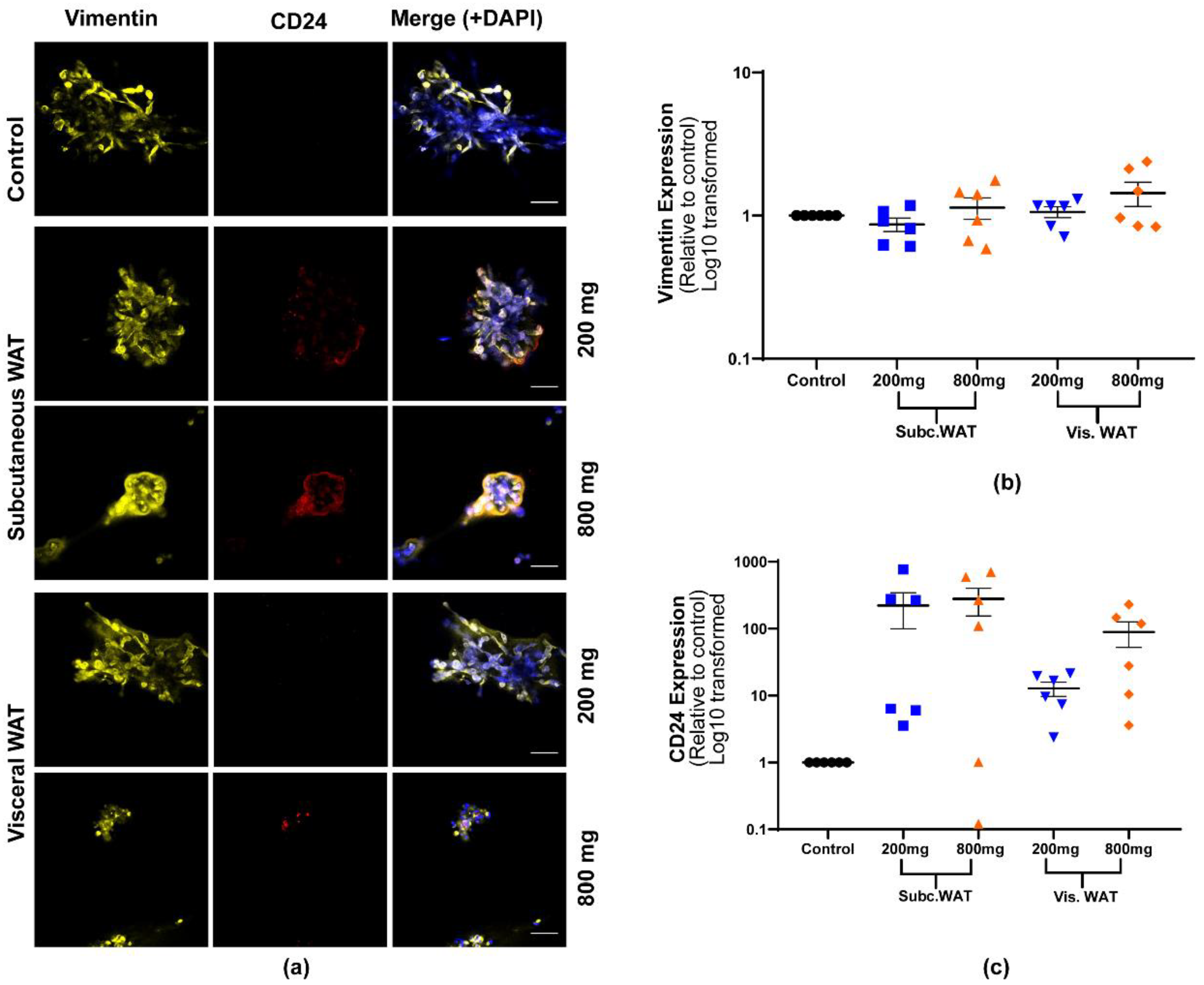Ijms 21 06439 g005 Ijms 21 06439 g005