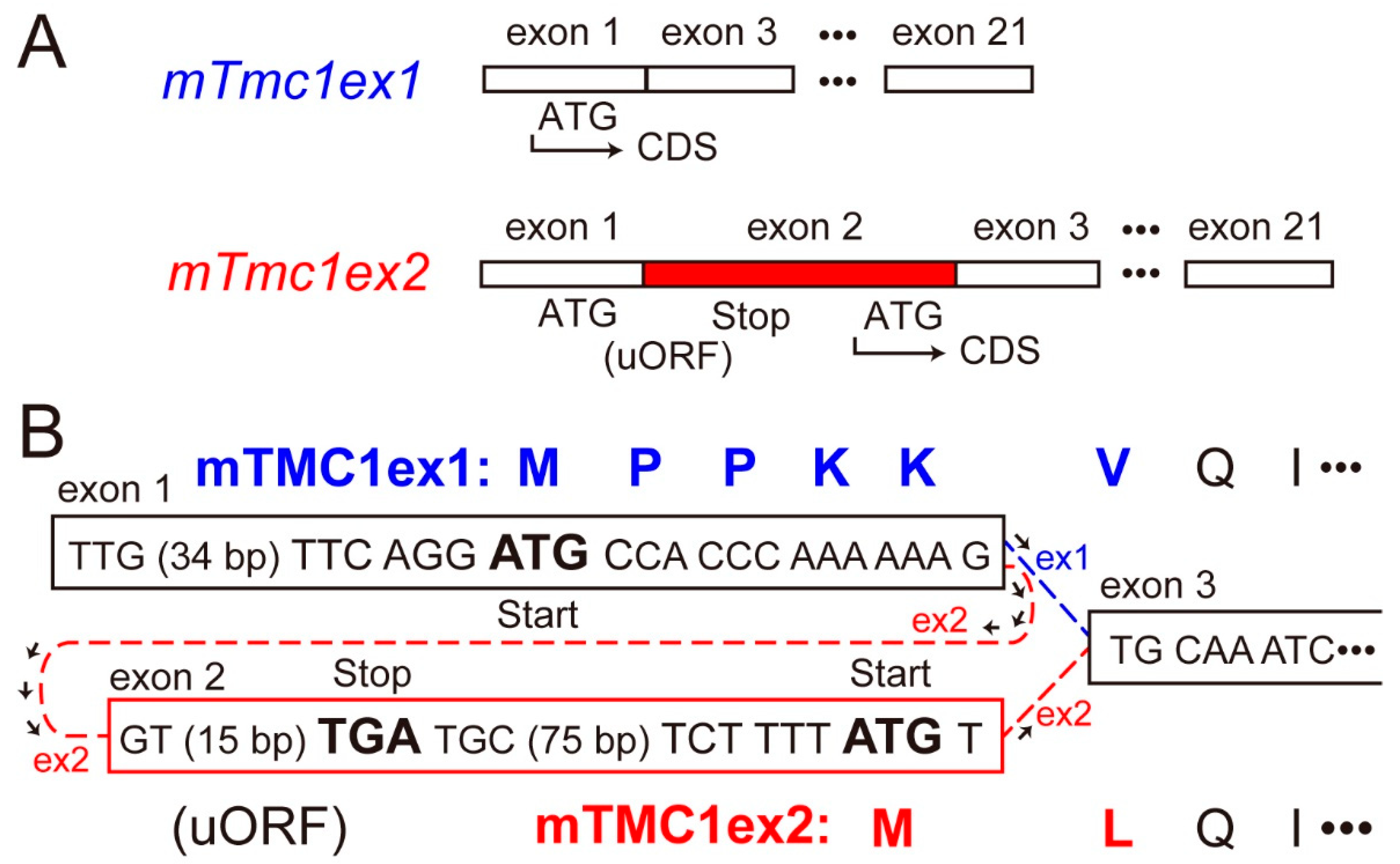 Ijms 21 06465 g001 Ijms 21 06465 g001