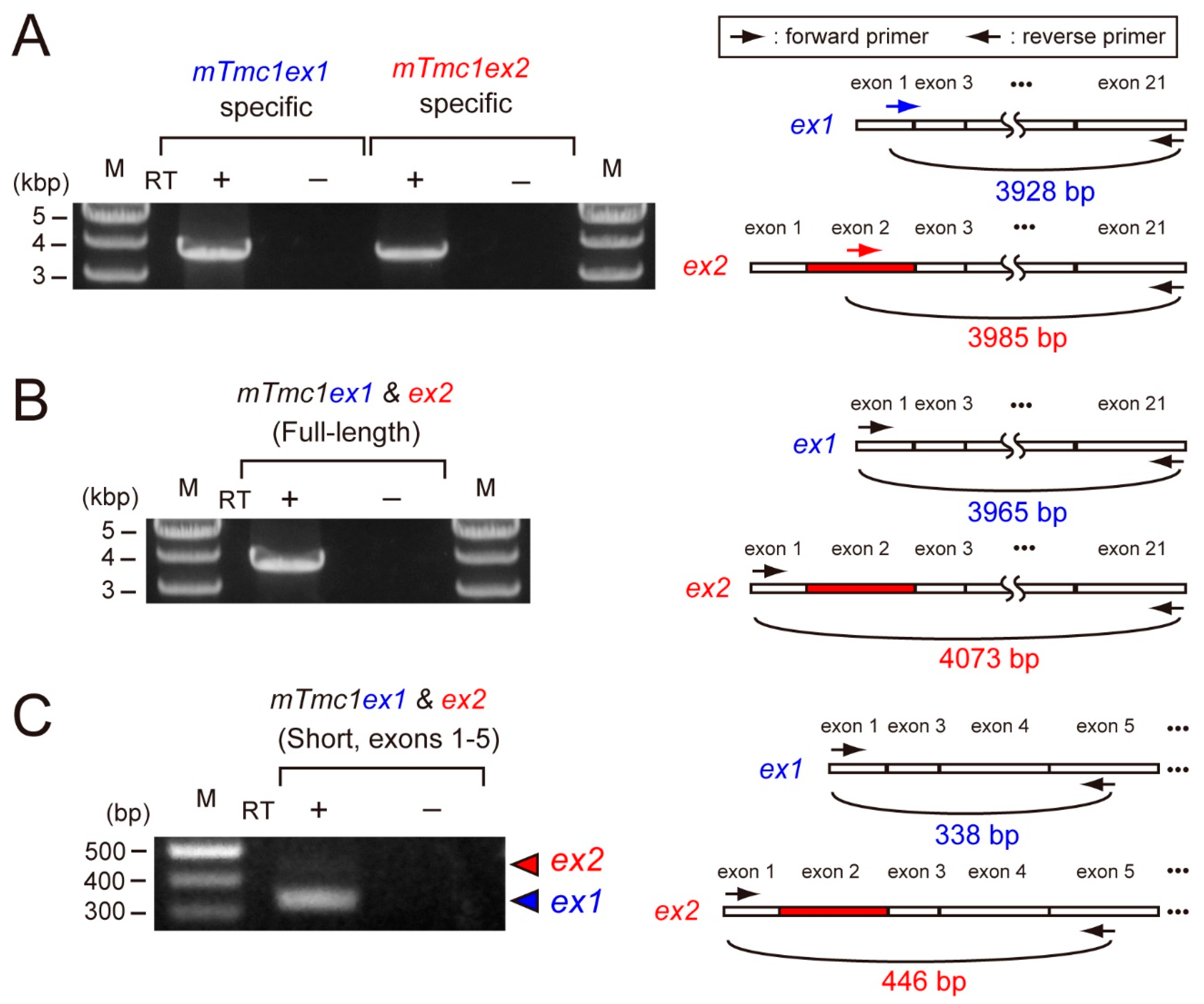 Ijms 21 06465 g002 Ijms 21 06465 g002