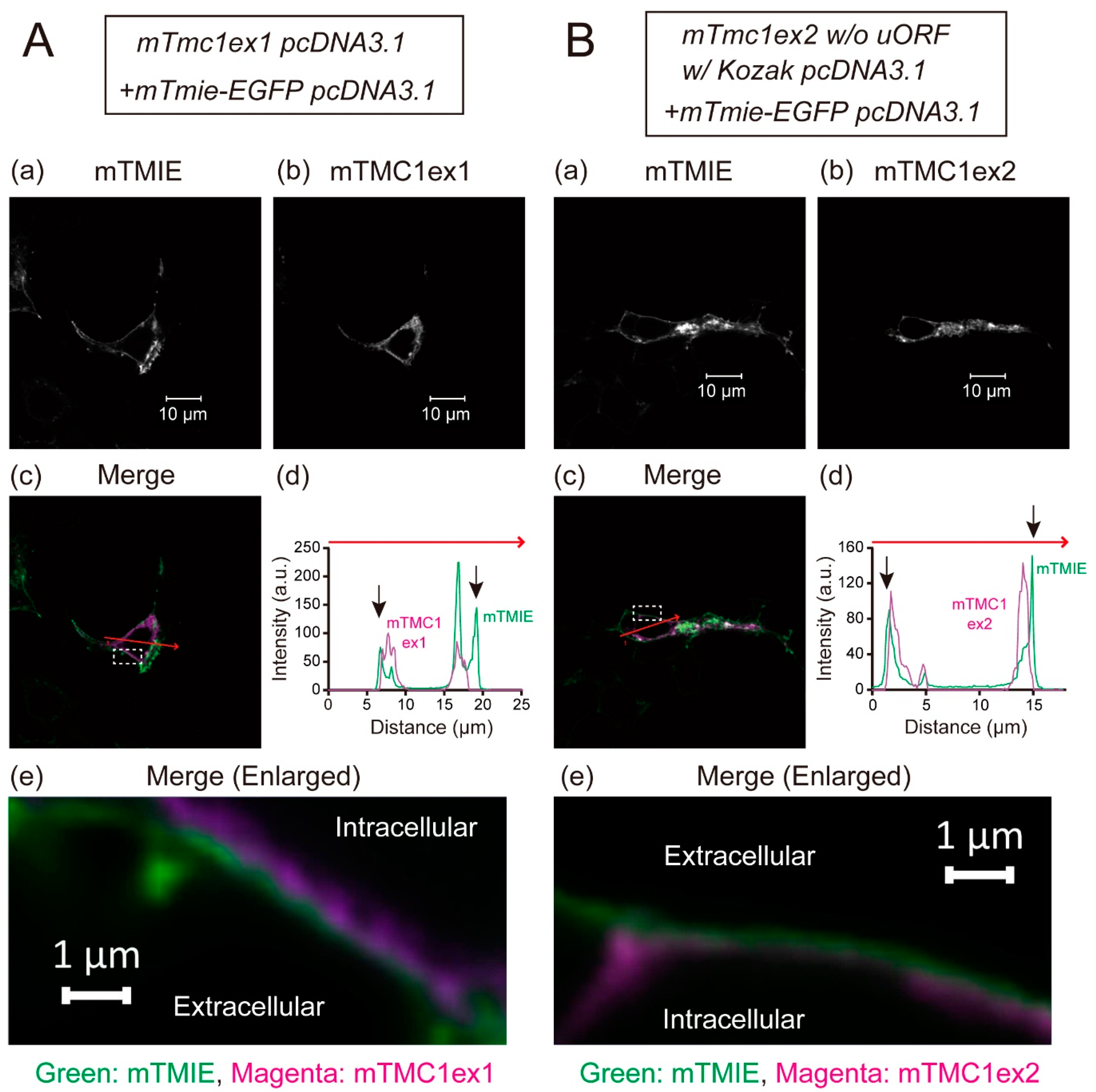Ijms 21 06465 g004 Ijms 21 06465 g004