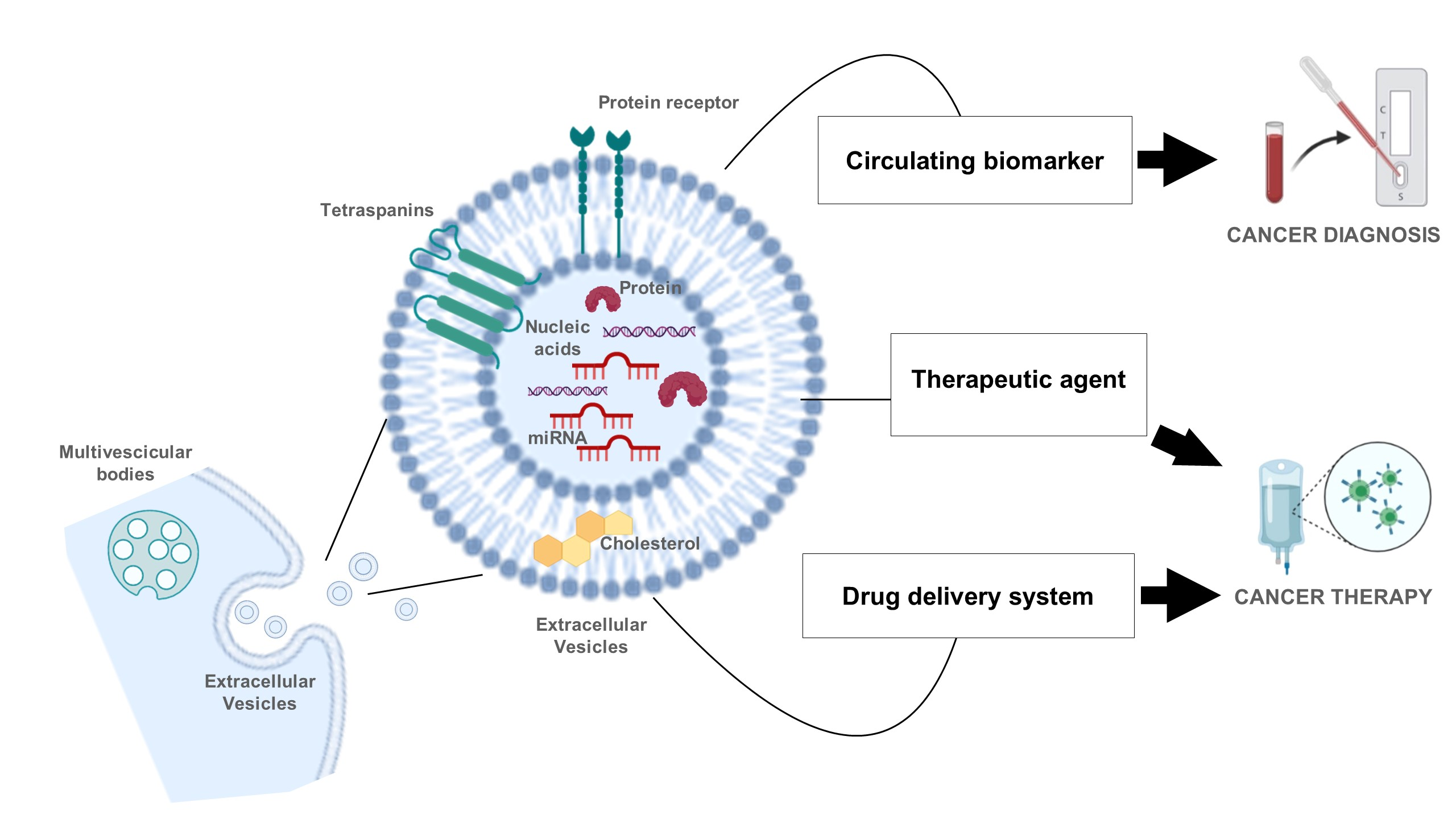 IJMS | Free Full-Text | Extracellular Vesicles: New Endogenous Shuttles ...