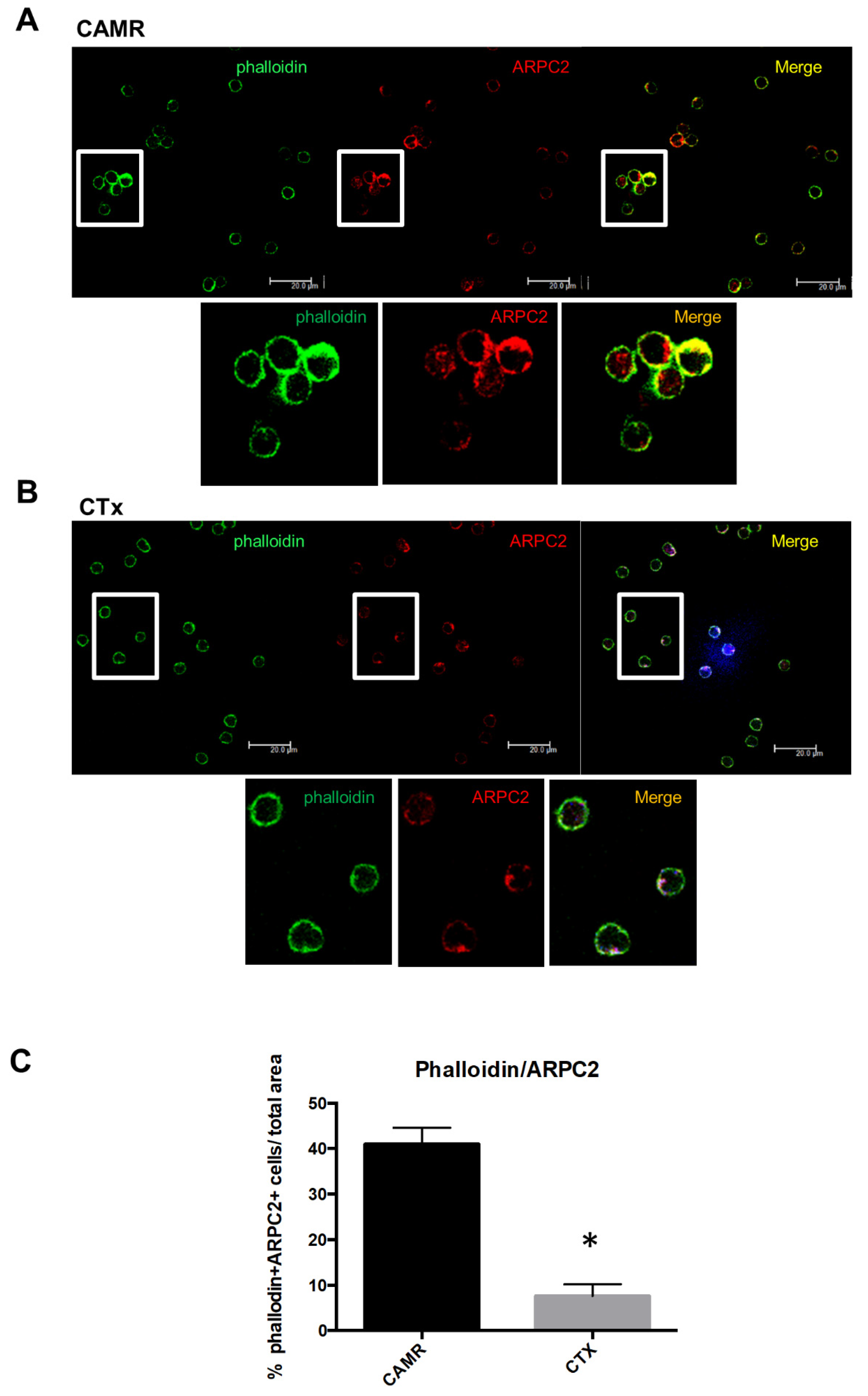 Ijms 21 06509 g003 Ijms 21 06509 g003