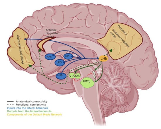 IJMS | Free Full-Text | Total Recall: Lateral Habenula and Psychedelics ...