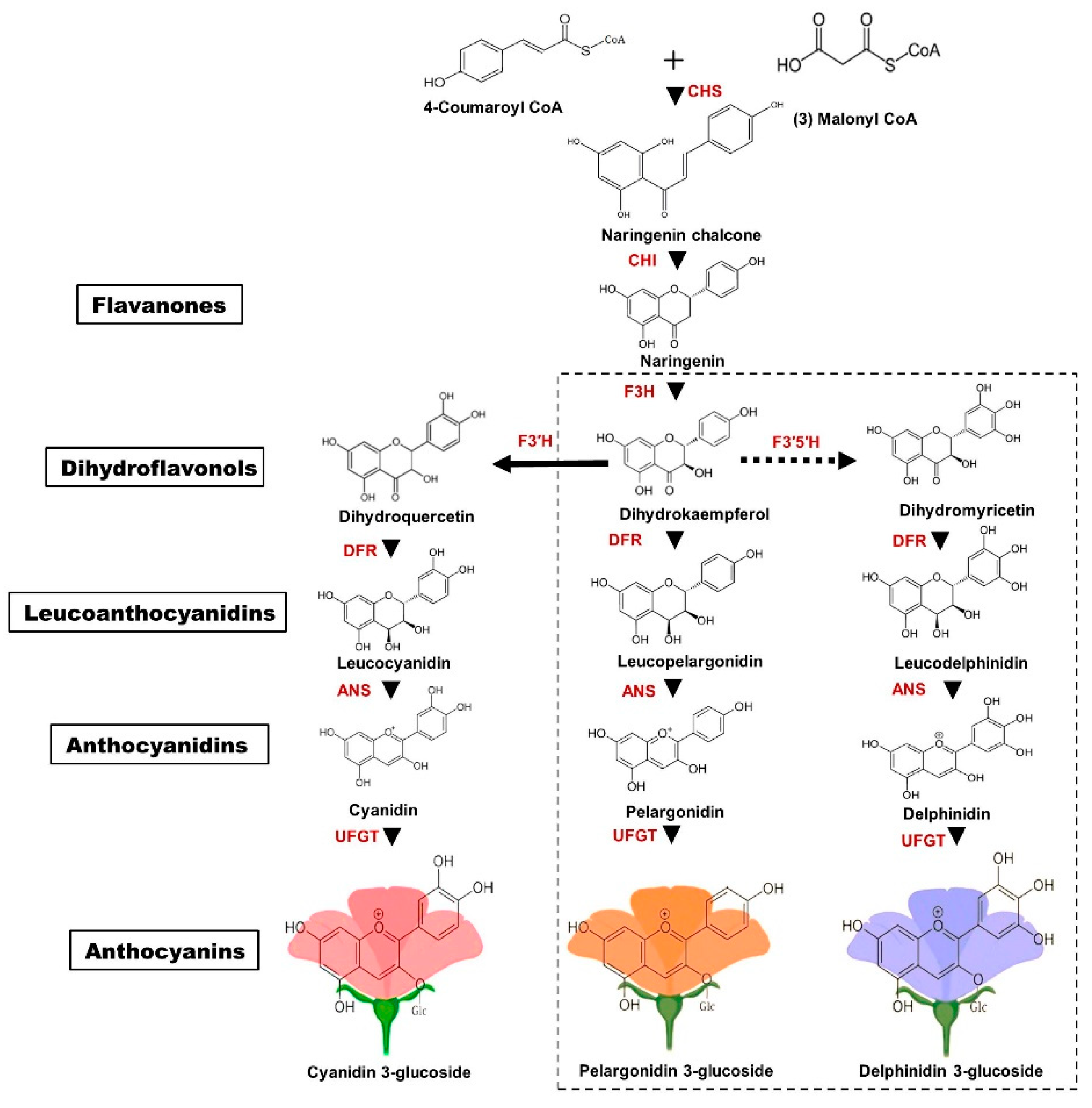 Ijms 21 06537 g001 Ijms 21 06537 g001